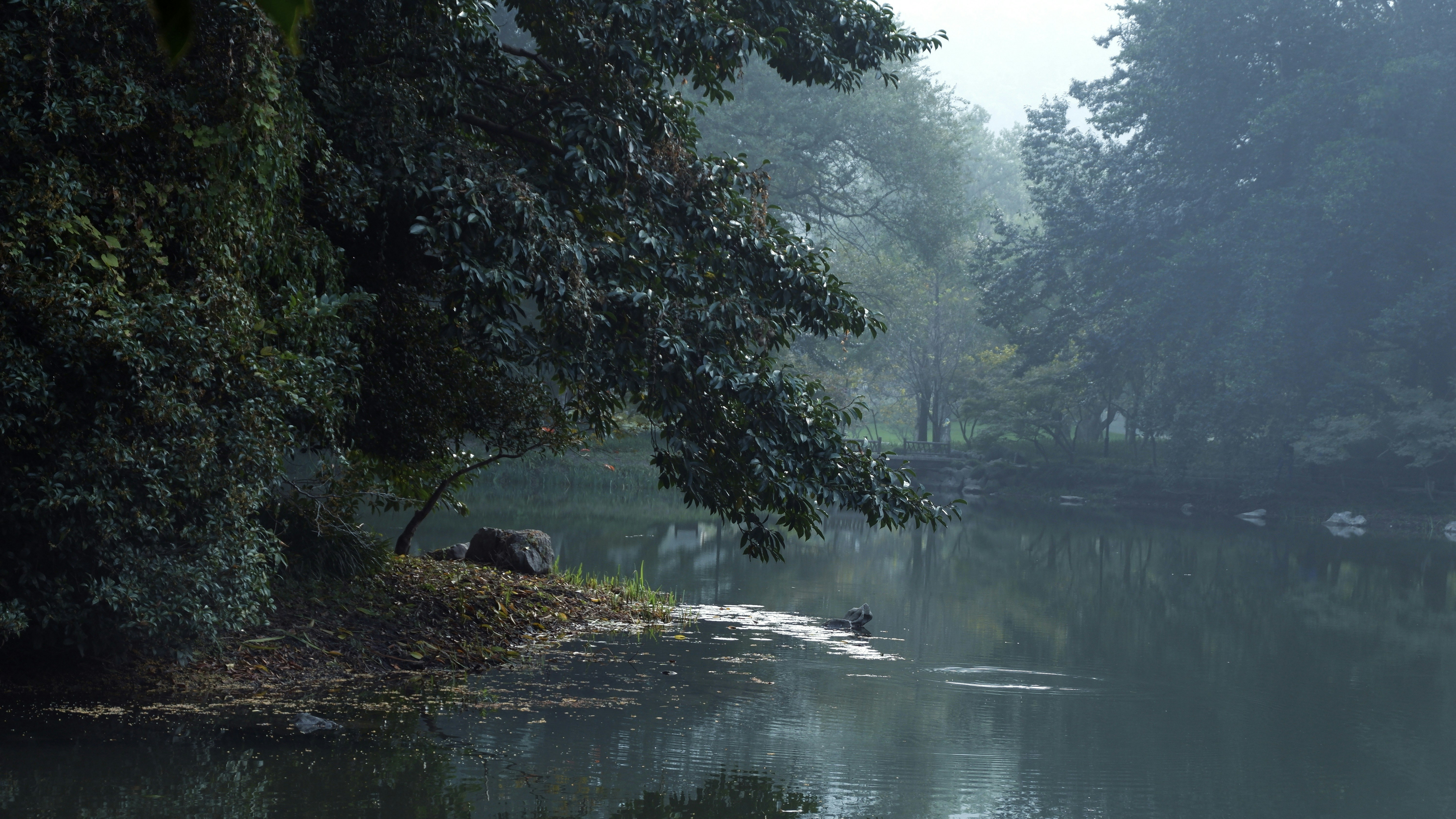 Misty lake surrounded by trees and foliage