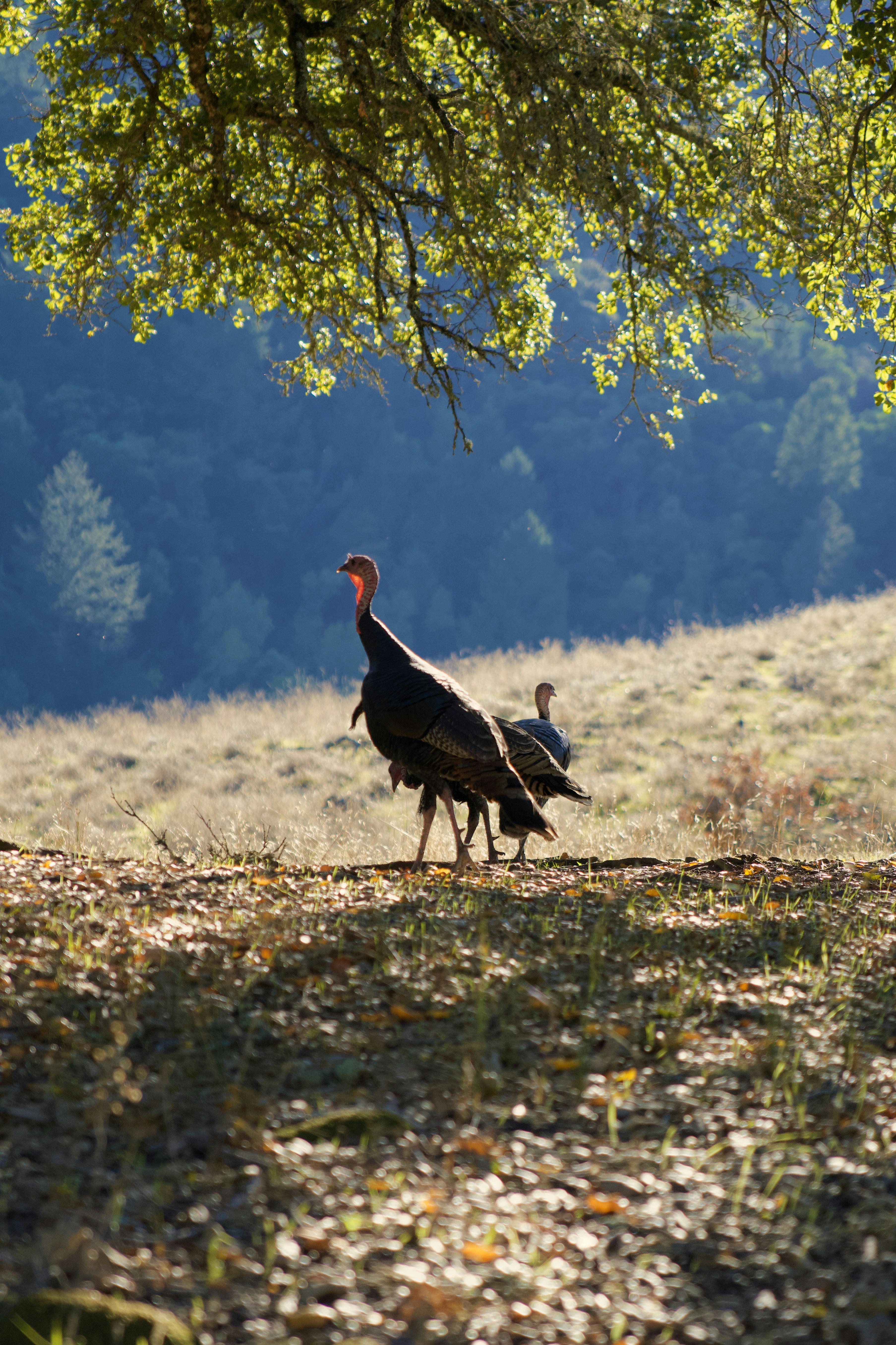 Turkey