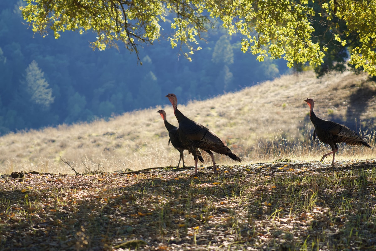 Three turkeys walking across sunlit grassy hillside in spring