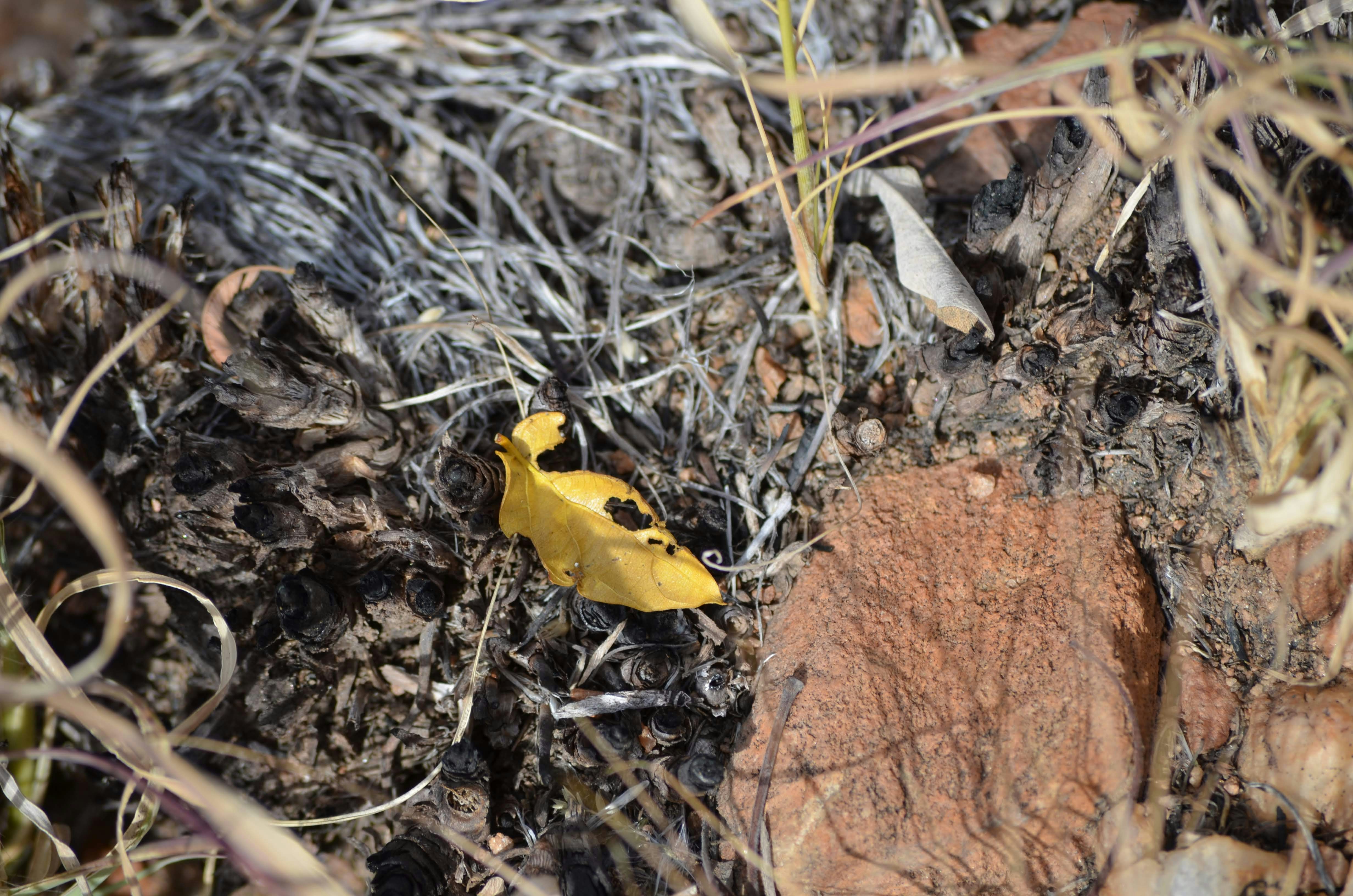 Dry leaf on the ground