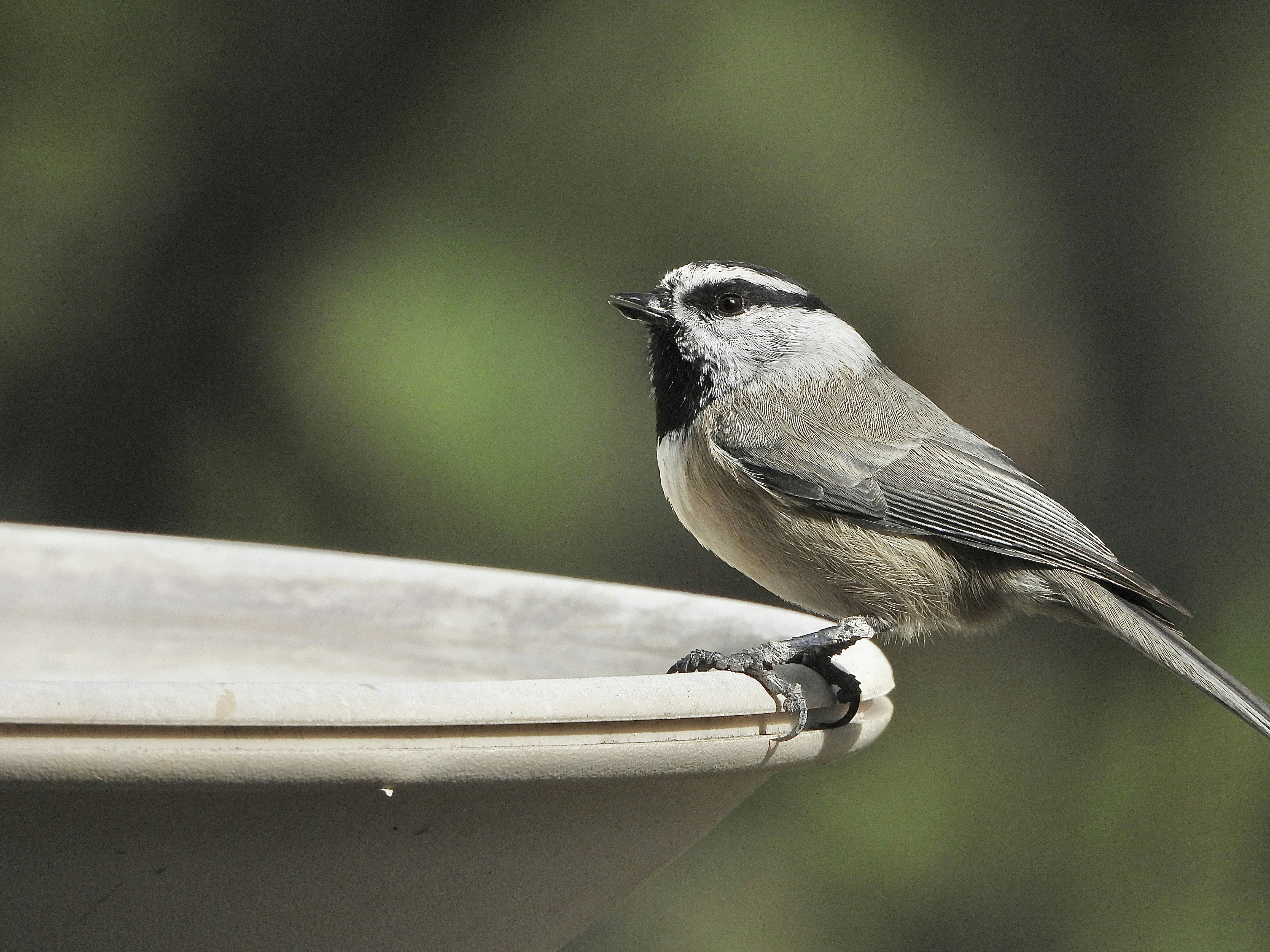 Photo by evergreene24