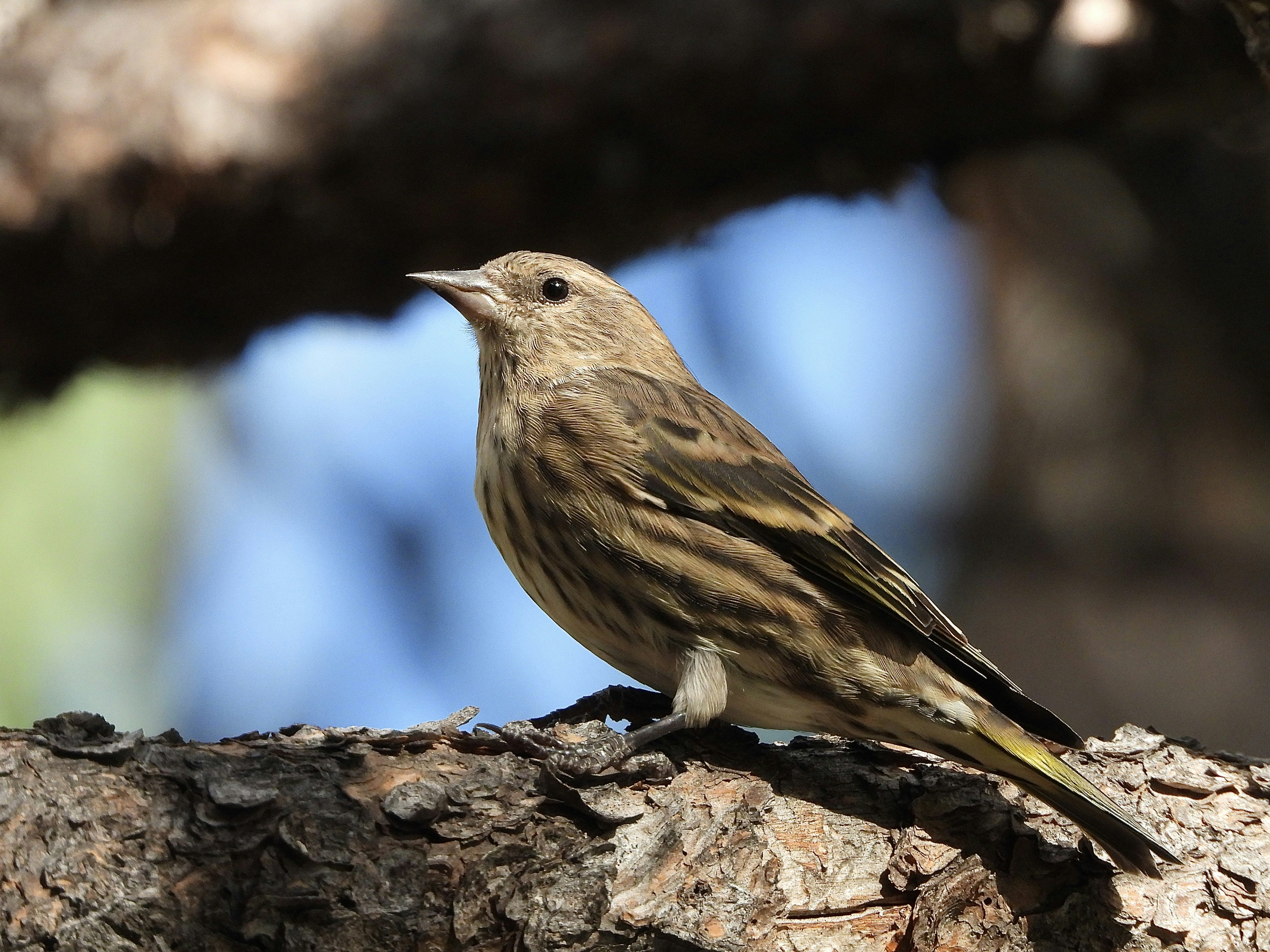 Photo by evergreene24