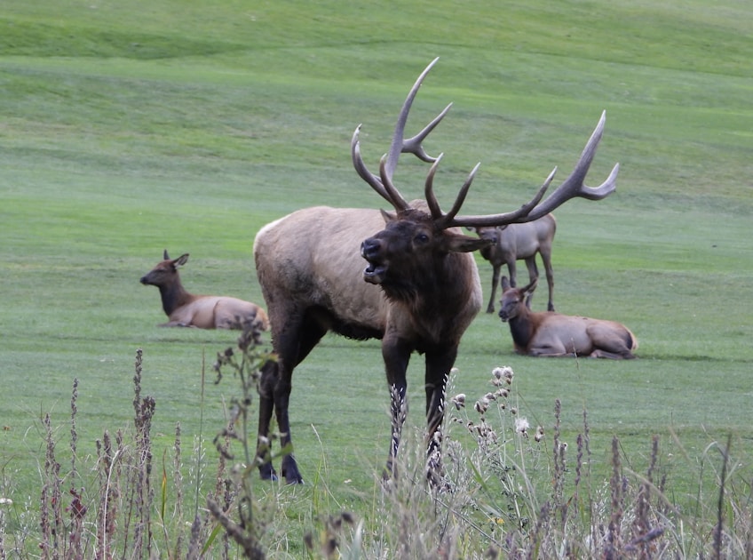 Bull elk bugling in a mountain meadow during the September rut