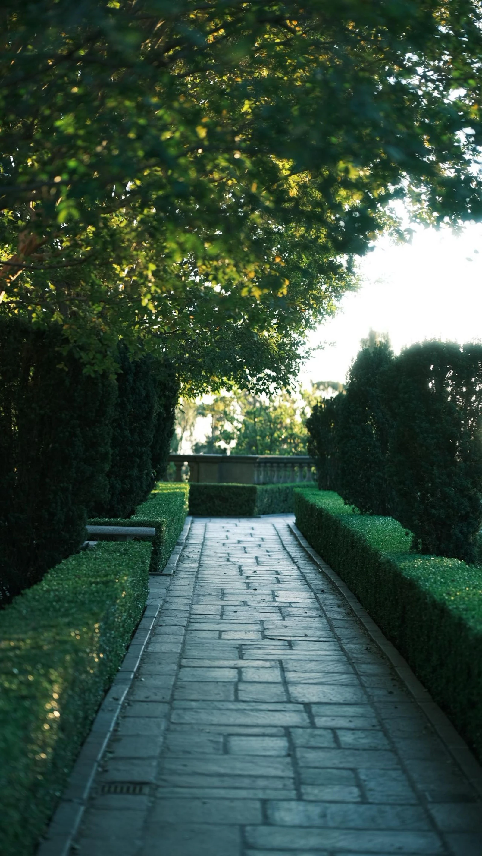 A stone water channel running level between dark hedges