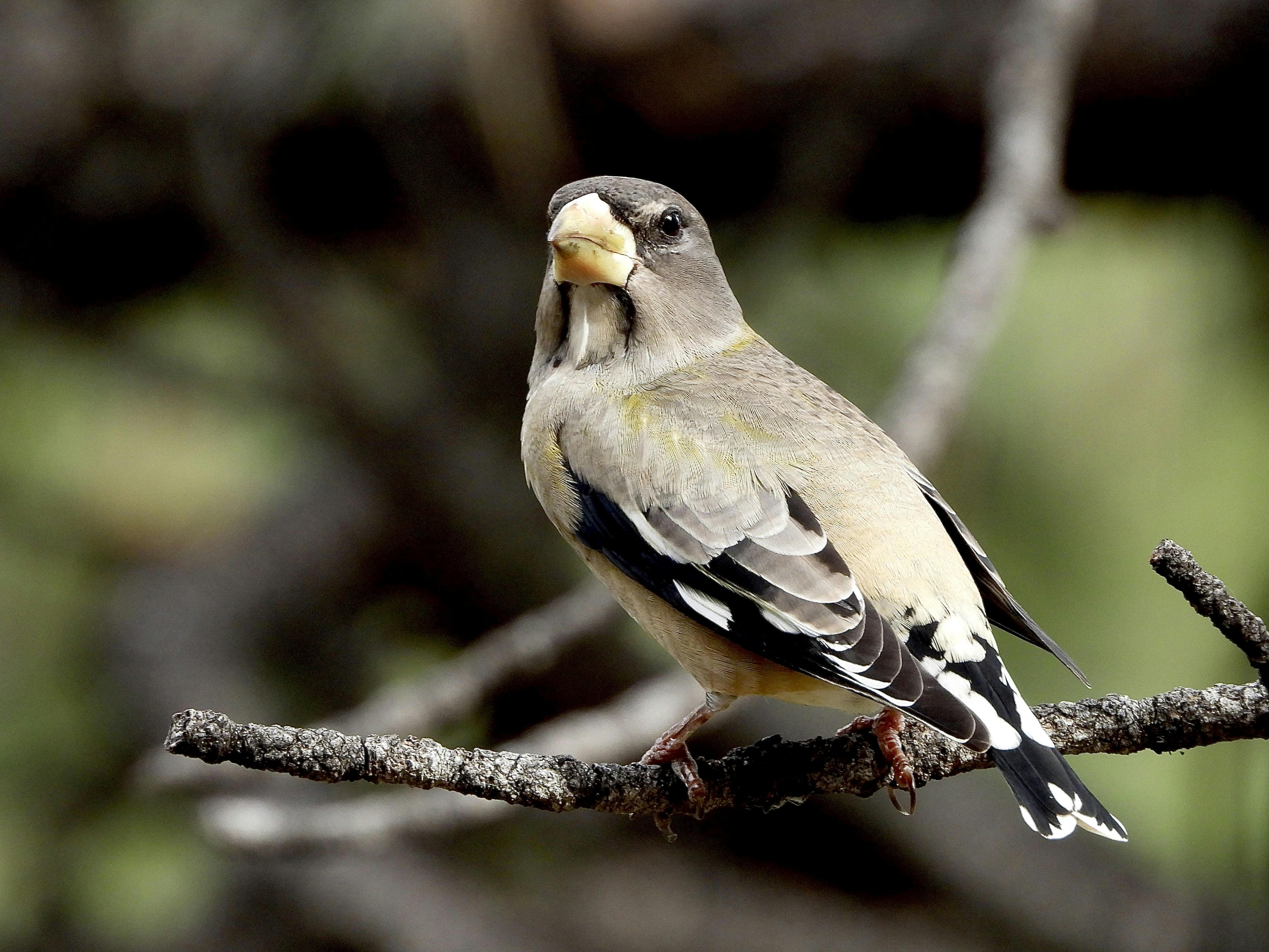 Photo by evergreene24