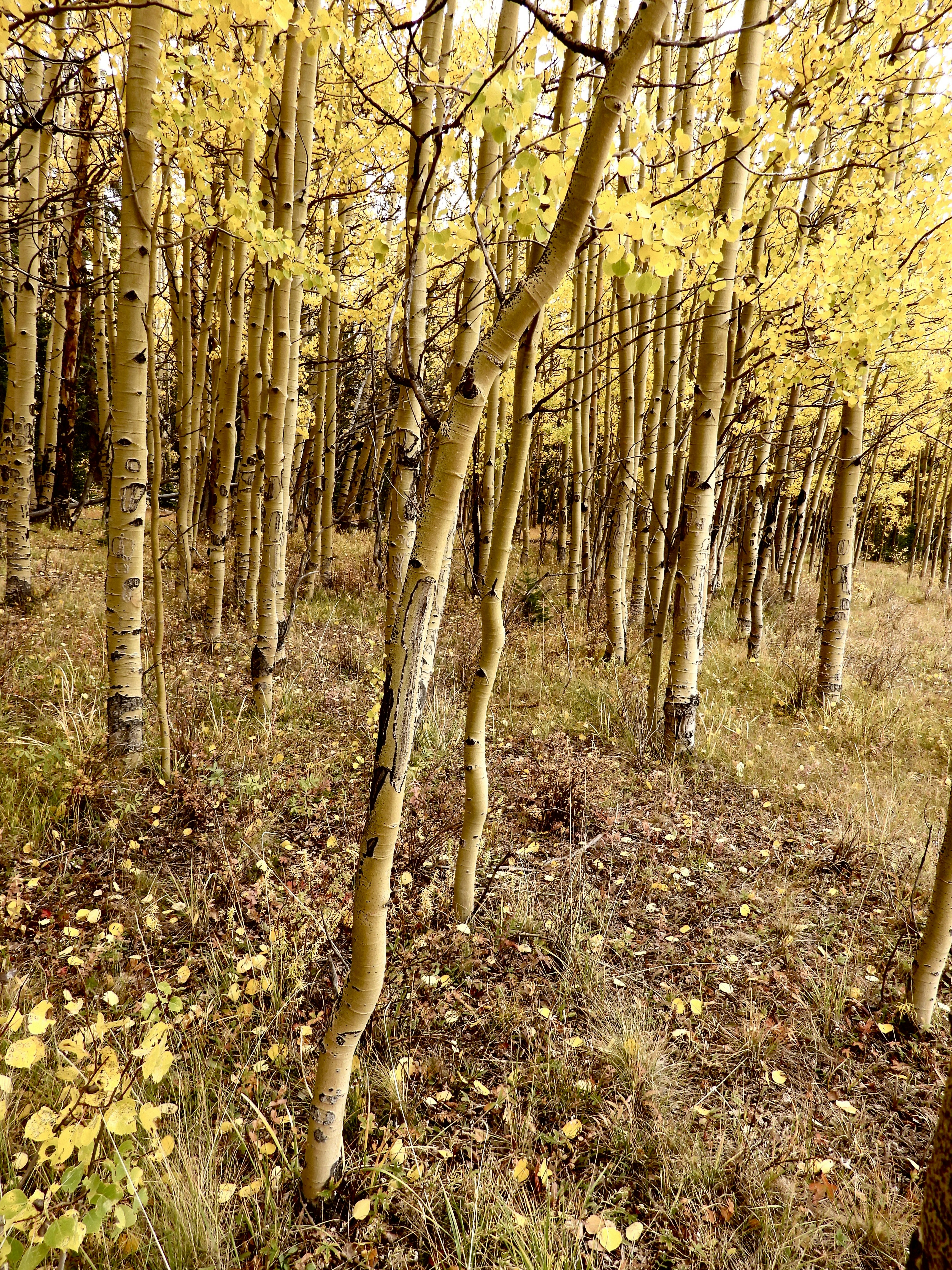 Photo by evergreene24