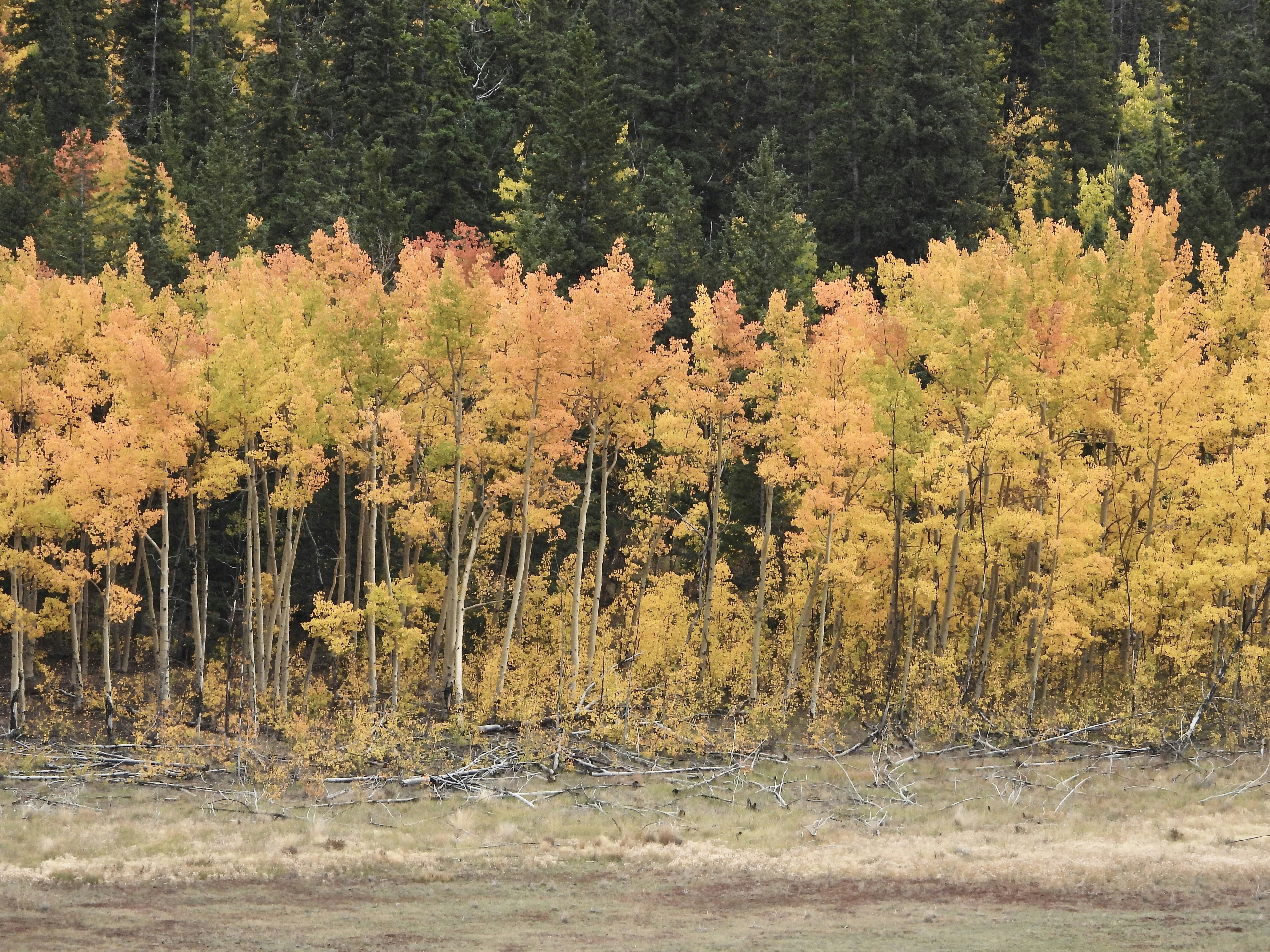 Photo by evergreene24