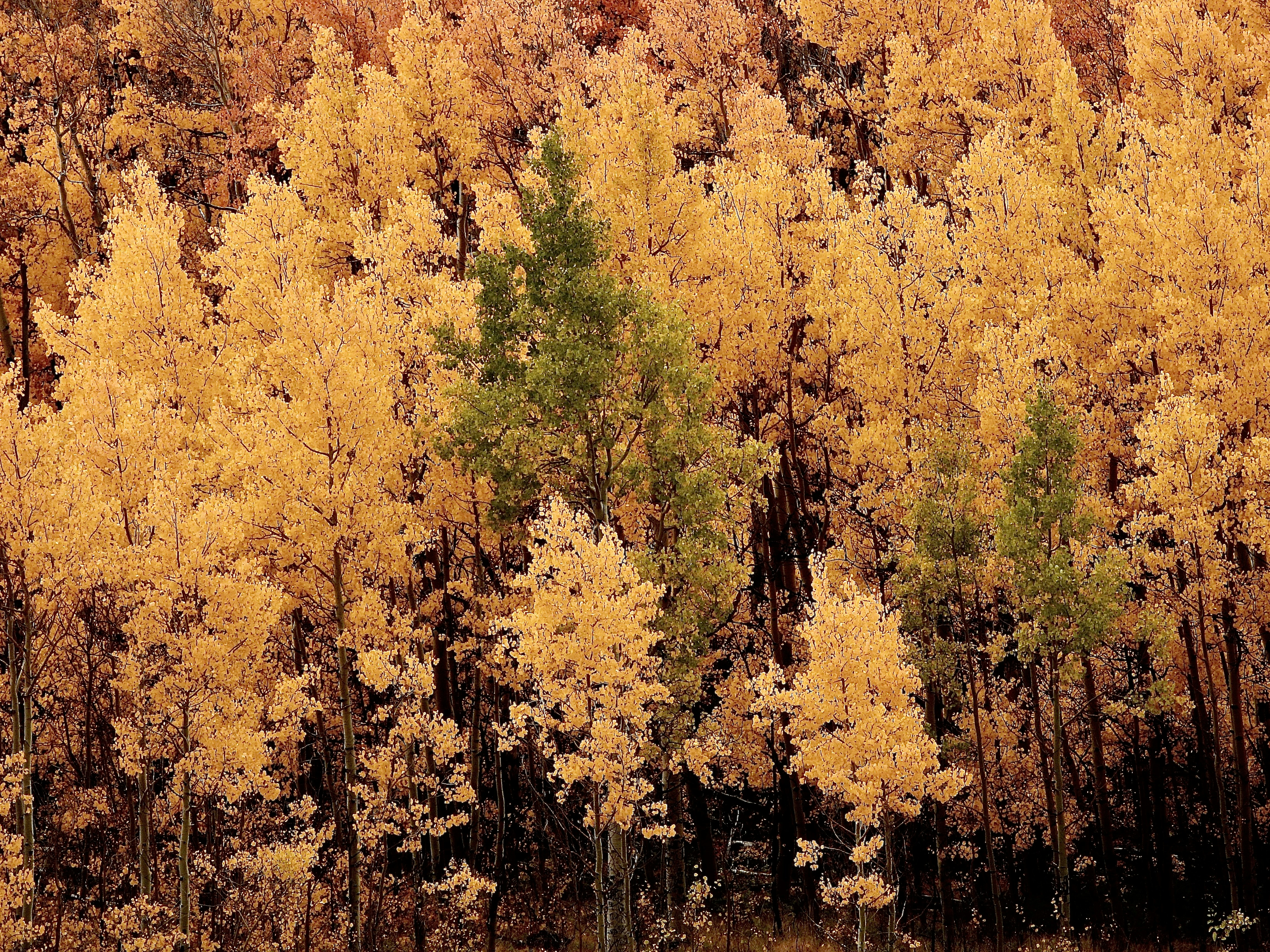 Photo by evergreene24