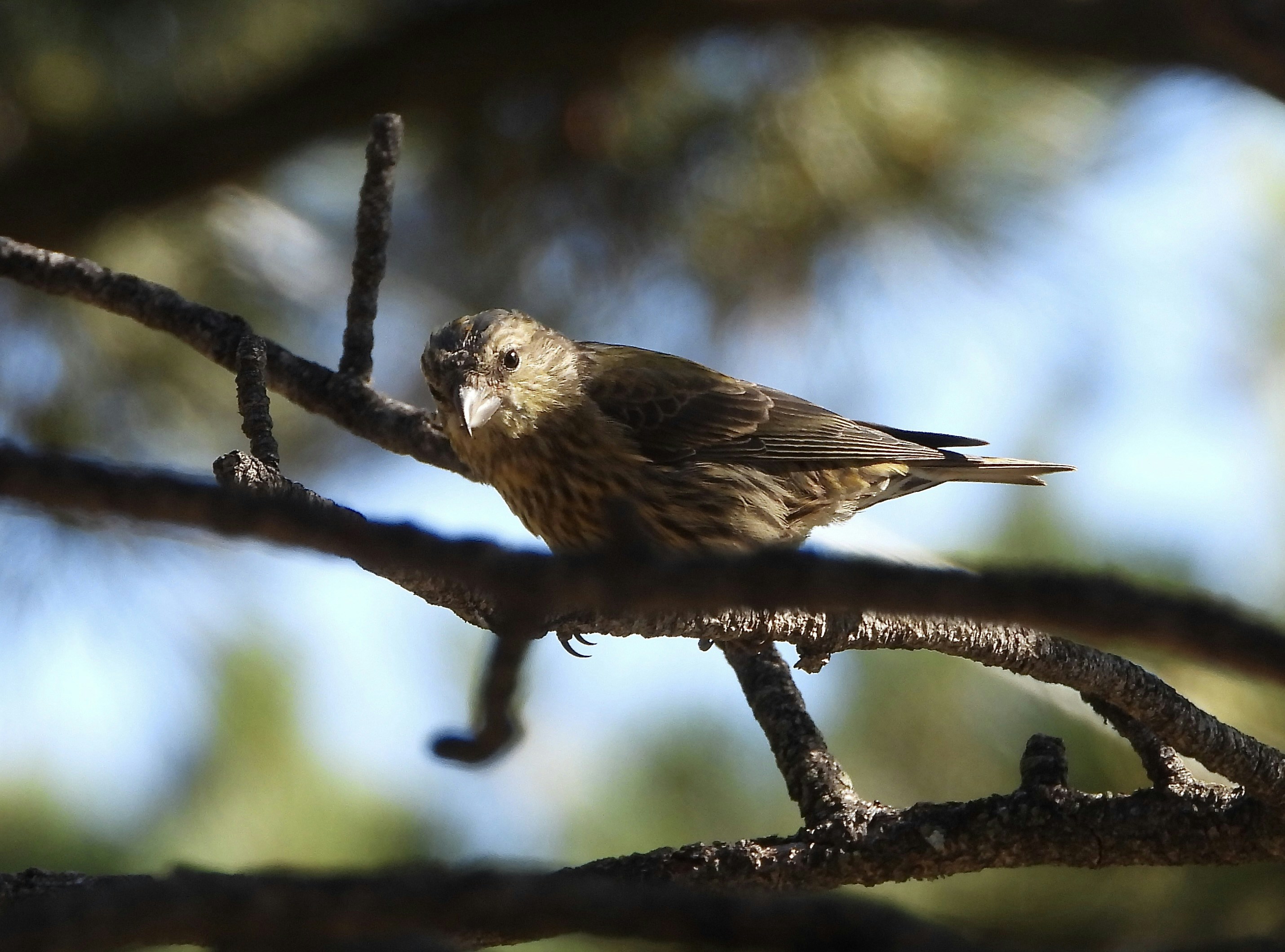 Photo by evergreene24