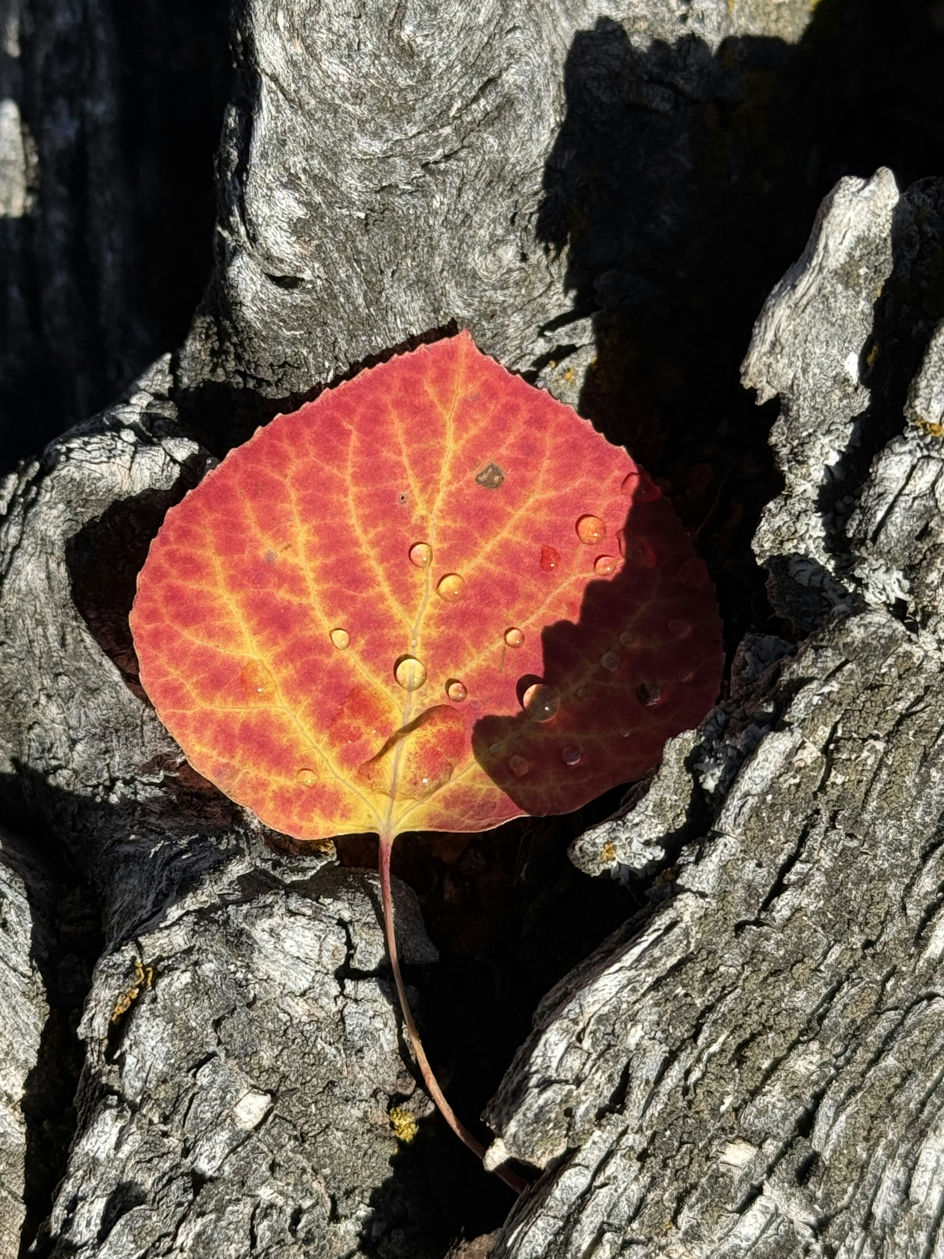 Photo by evergreene24