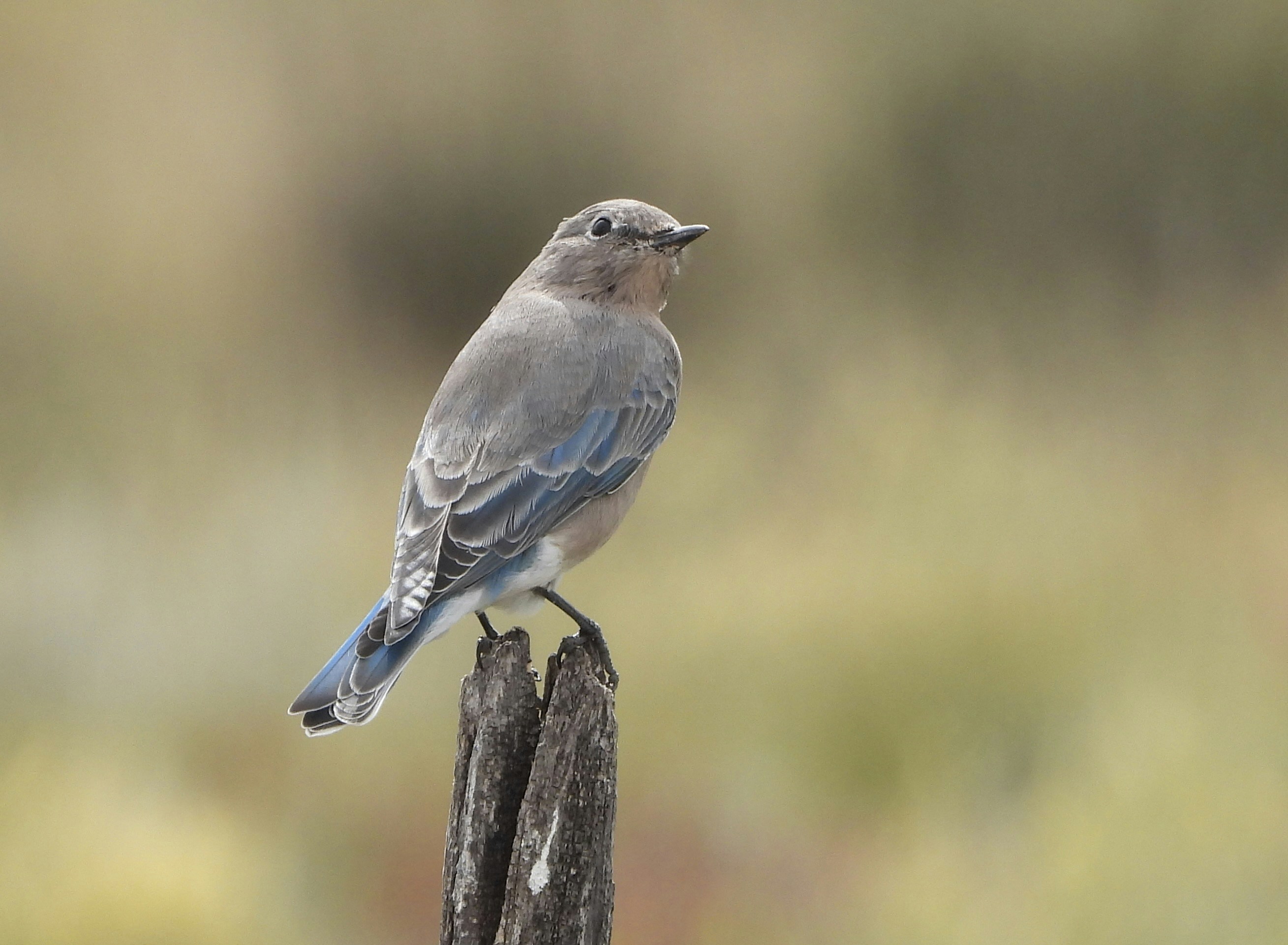 Photo by evergreene24