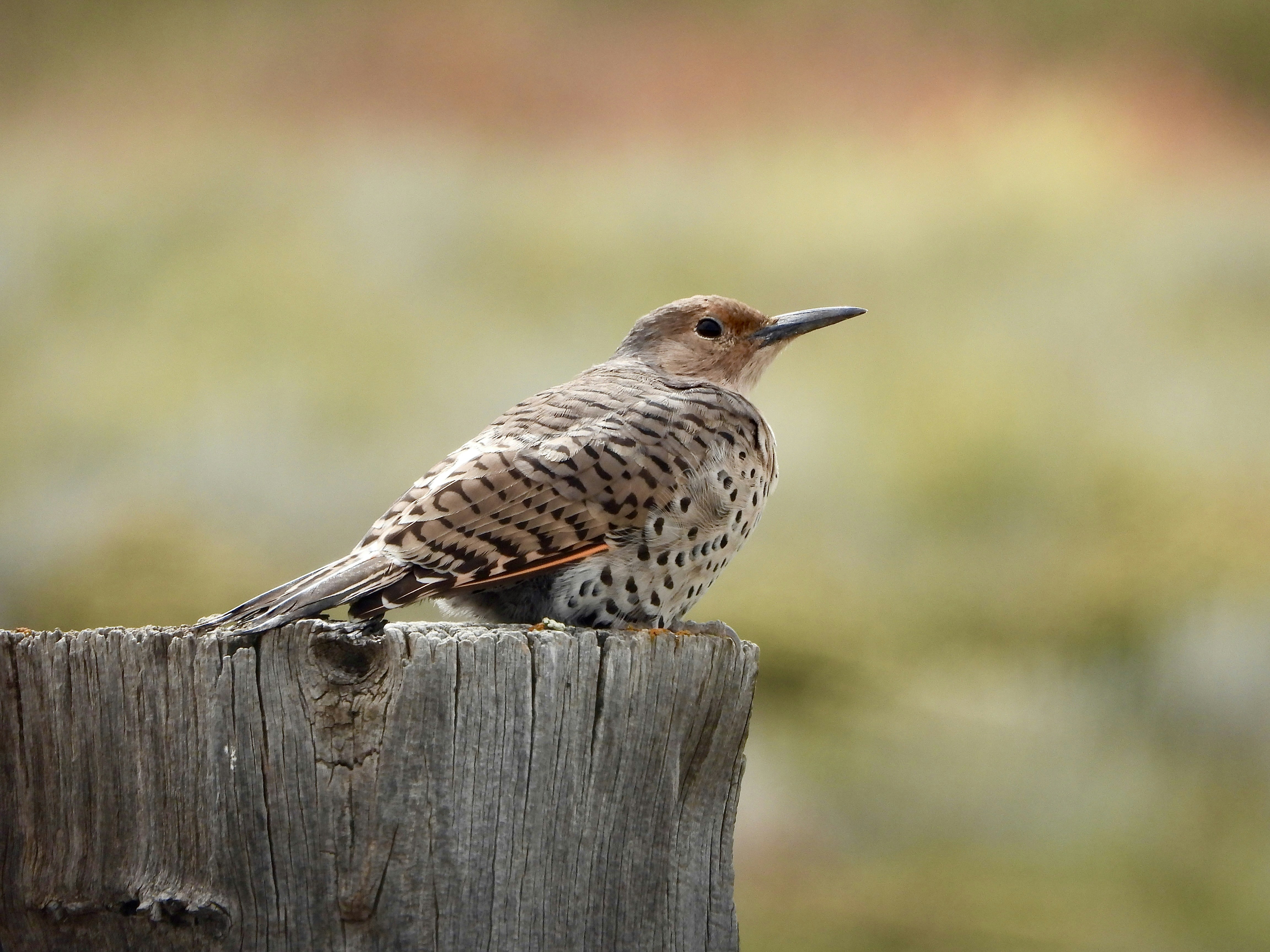 Photo by evergreene24