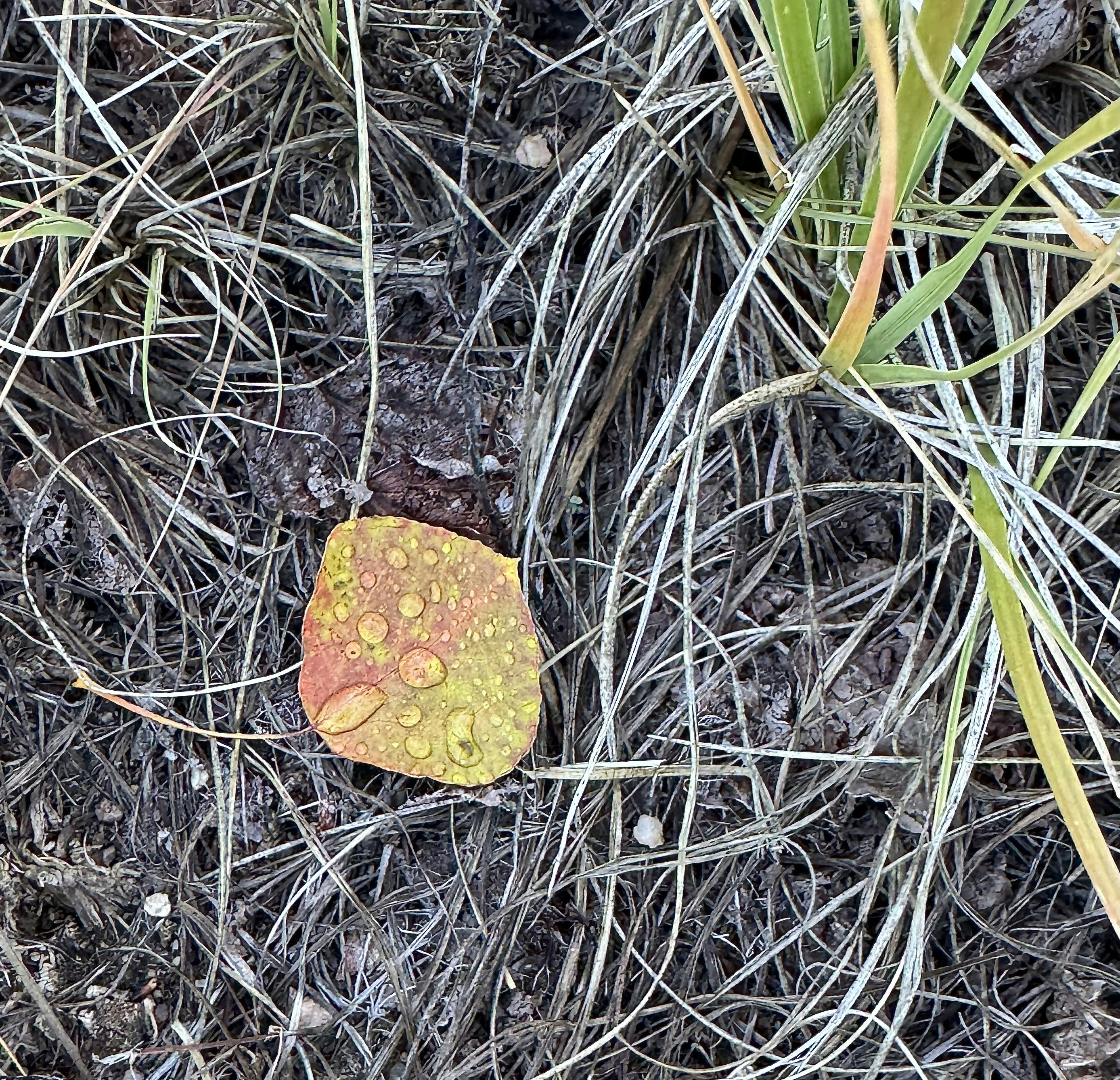 A single wet leaf rests on dry grass.