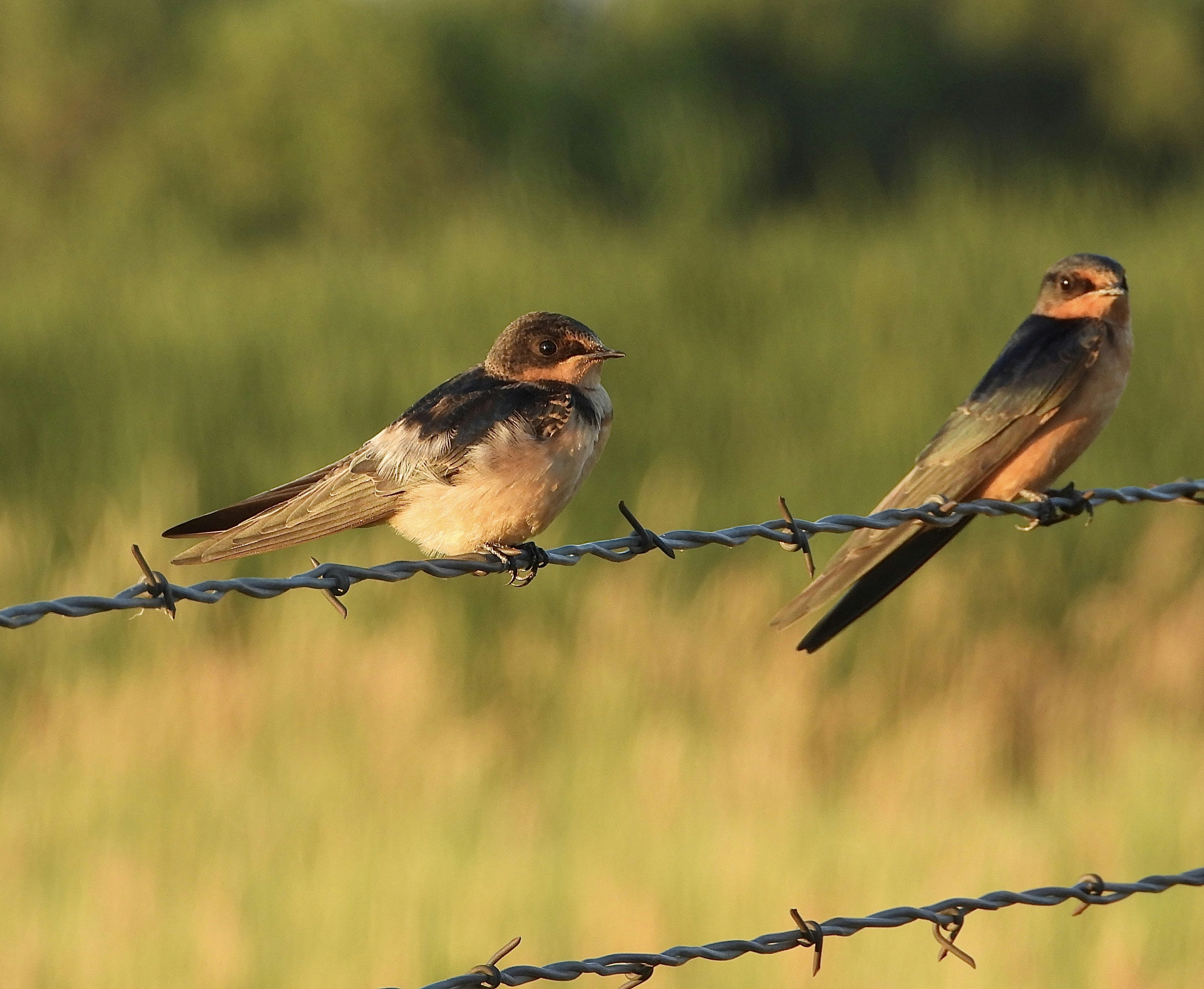 Two swallows perched on a barbed wire fence.