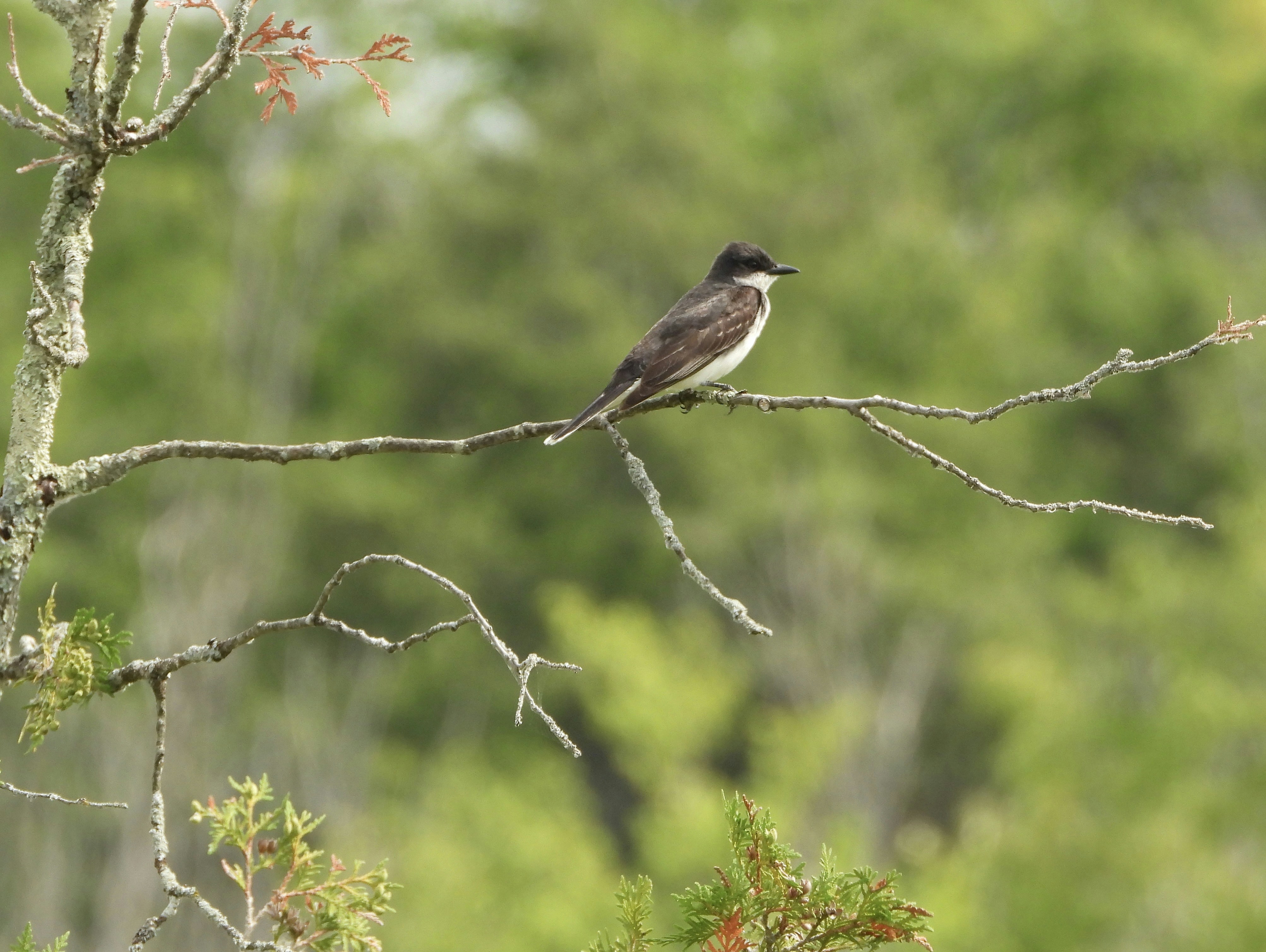 Photo by evergreene24