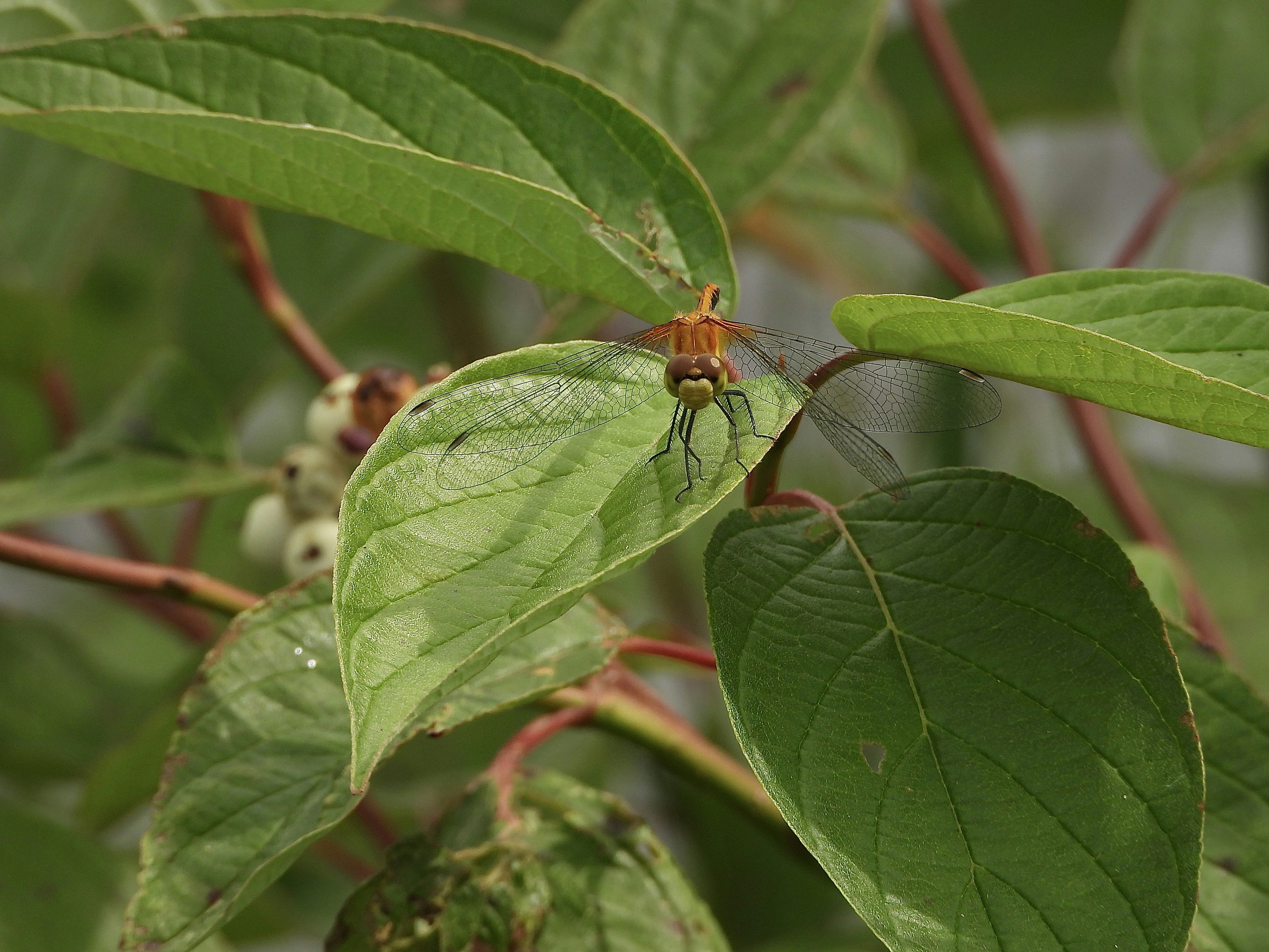 Green leaves and small white berries on a branch
