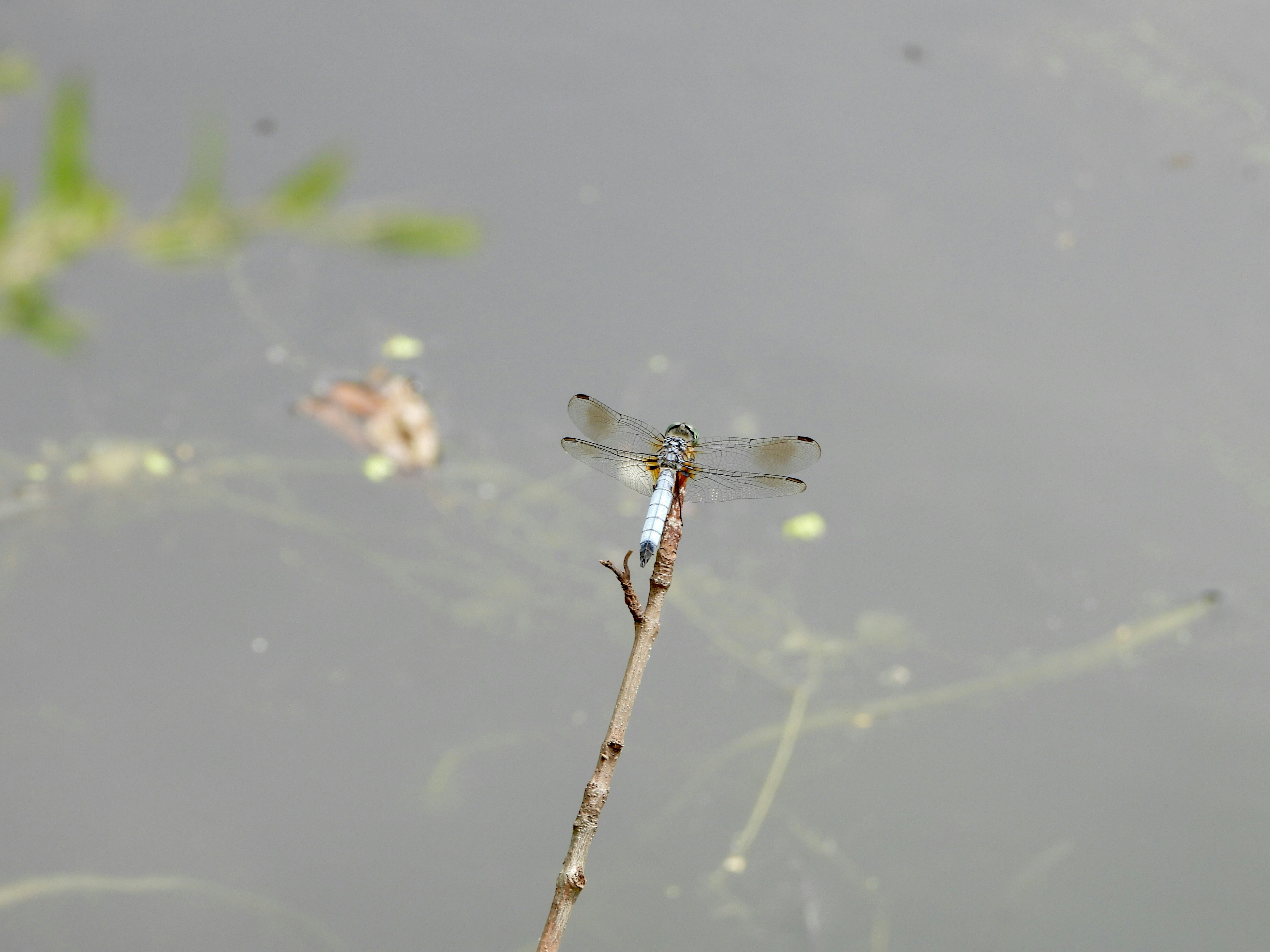 Dragonfly perched on a thin branch over water