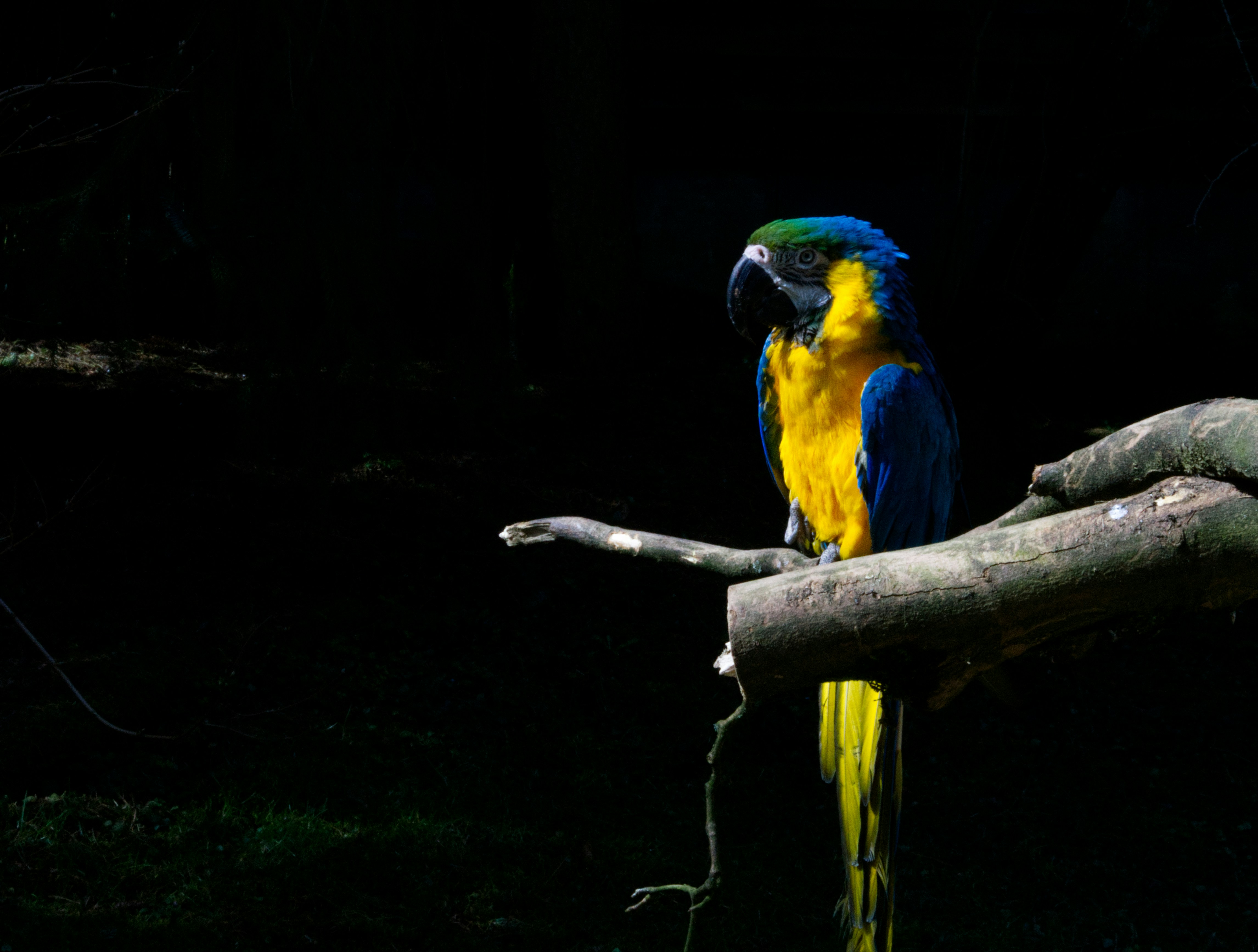A blue and yellow macaw perched on a branch.