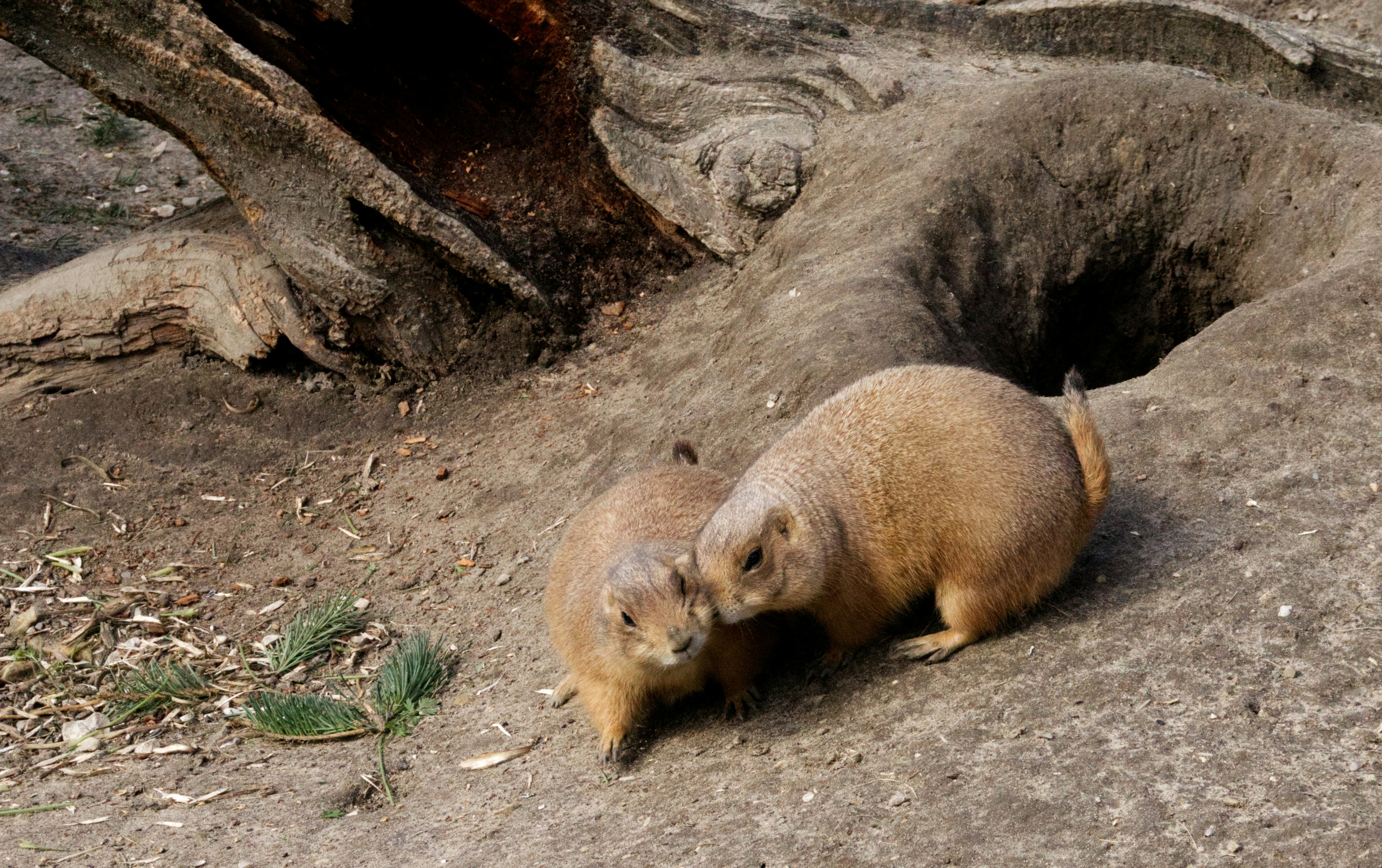 Two prairie dogs interacting near their burrow