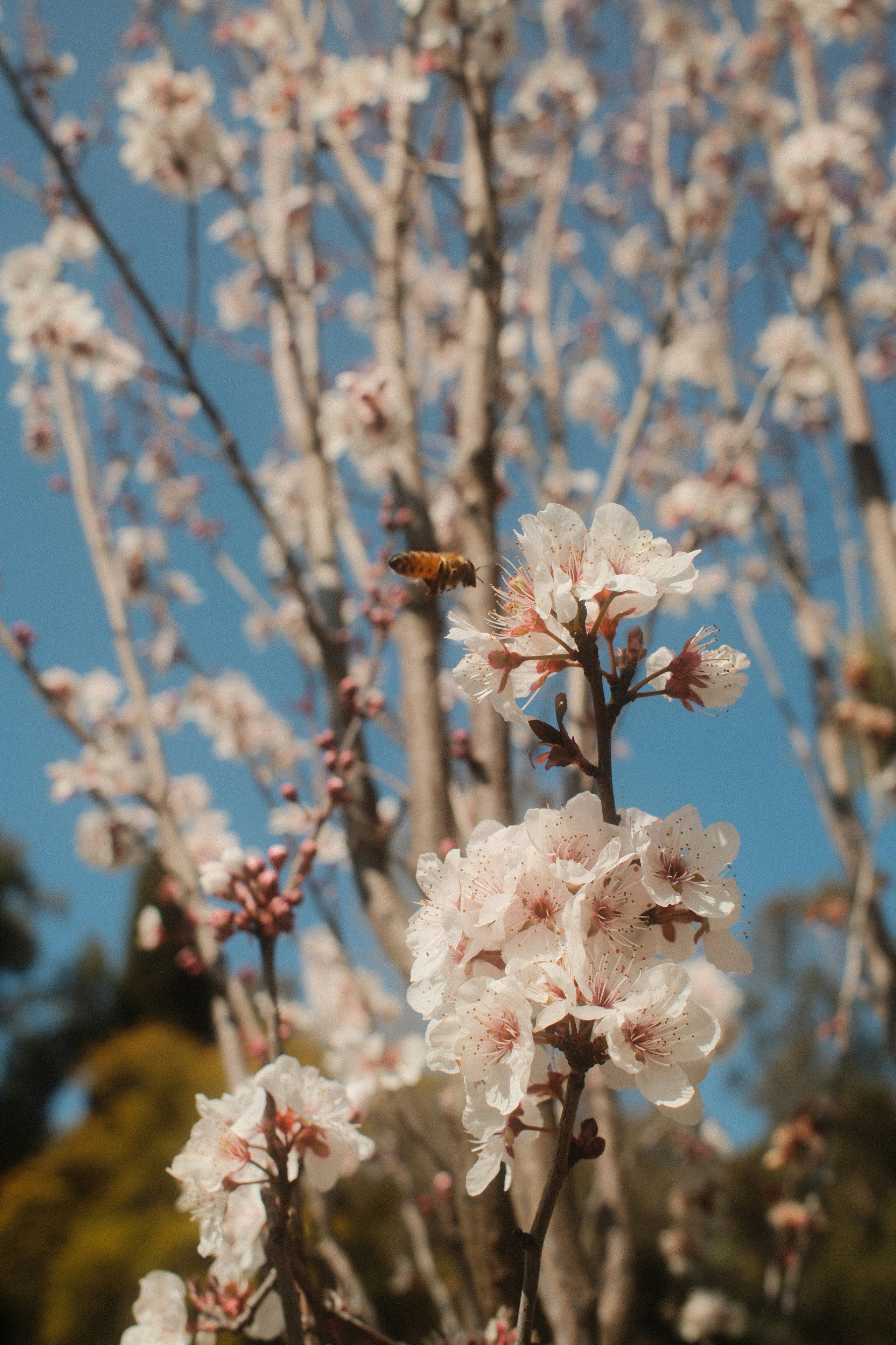 Une abeille vole près des cerisiers en fleurs.