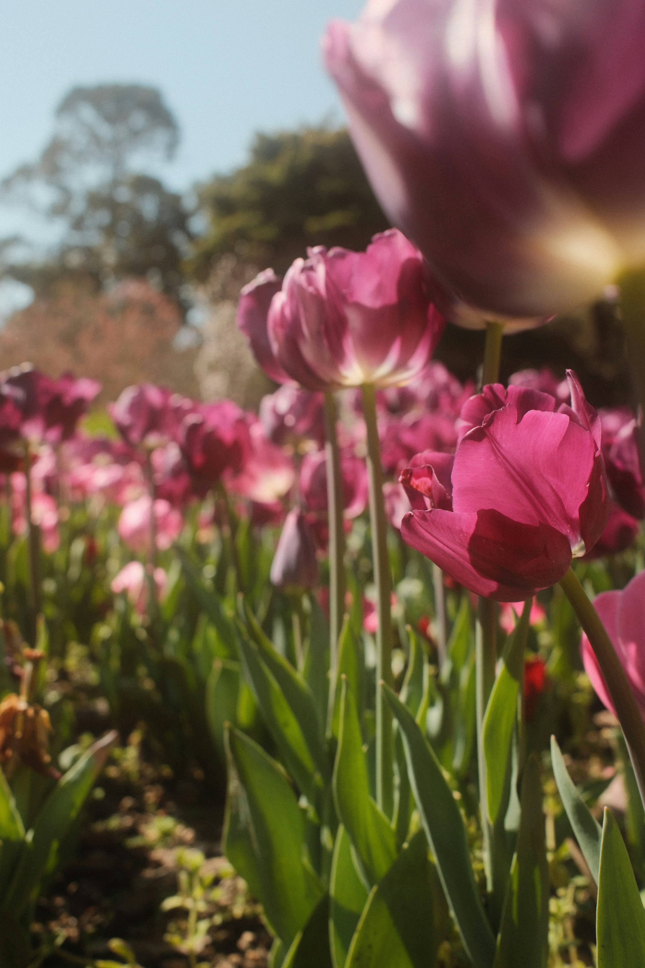 Tulipes violettes poussant dans un lit de jardin.