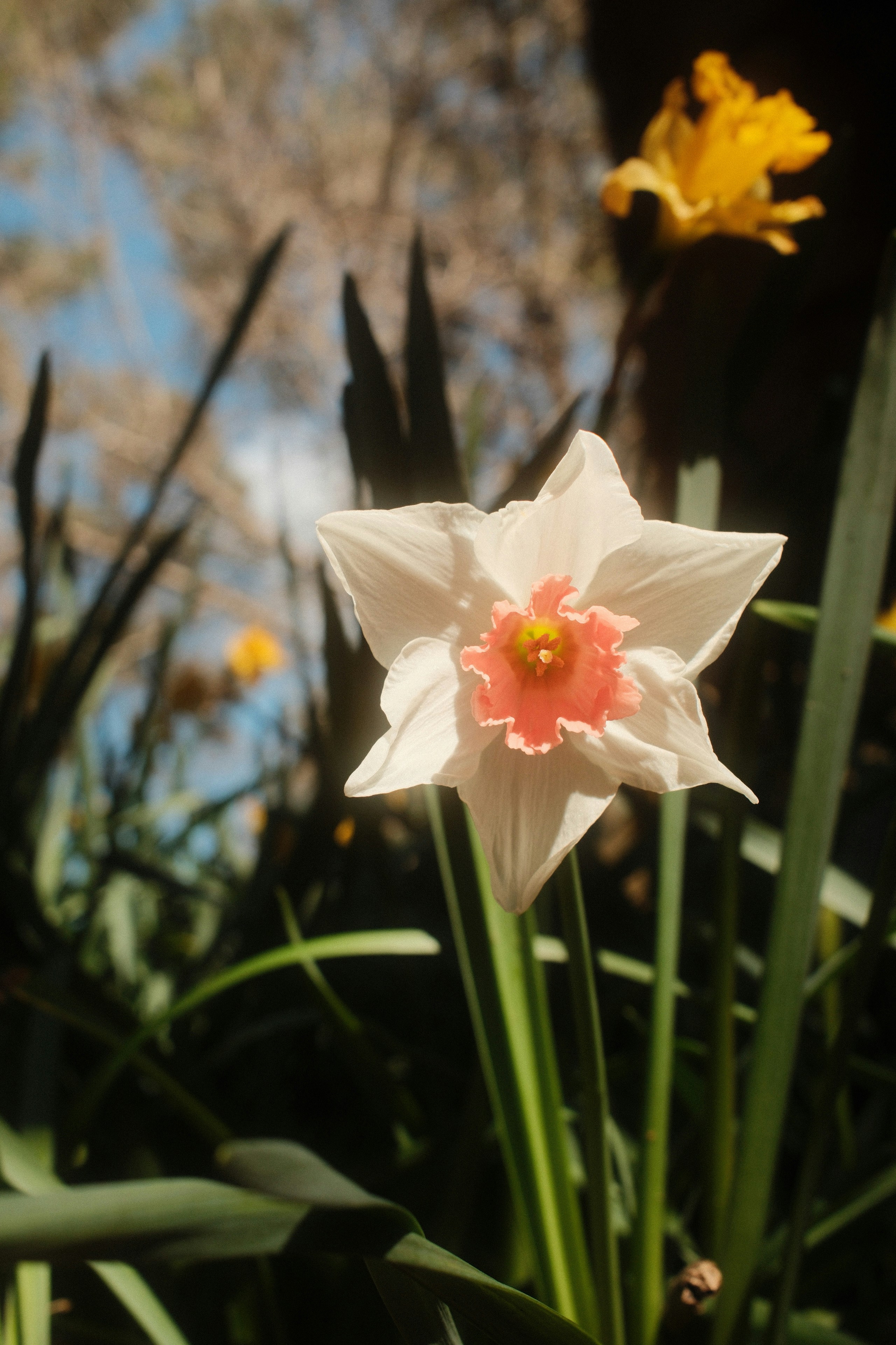 Une jonquille blanche avec un centre rose fleurit.