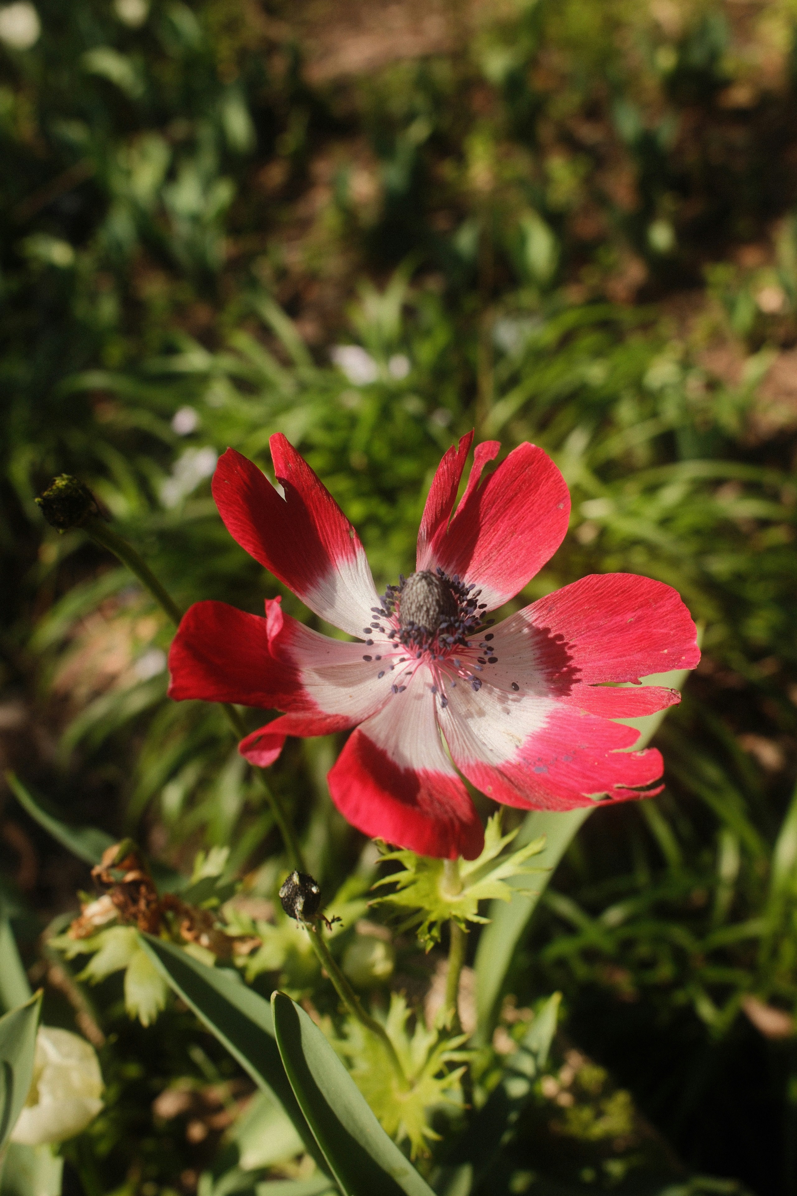 Une seule fleur rouge et blanche dans un jardin