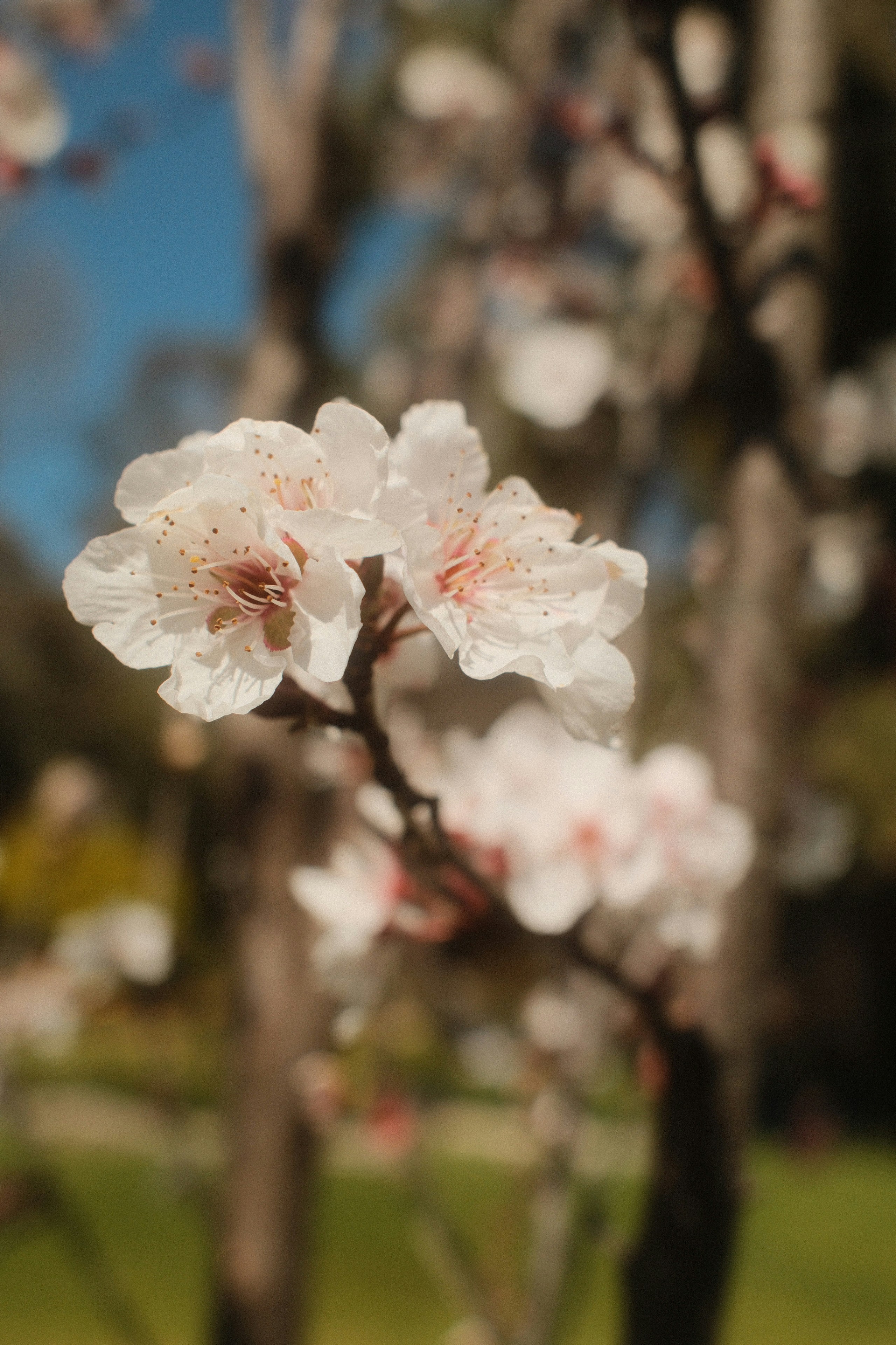 De délicates fleurs de cerisier blanches fleurissent sur une branche.