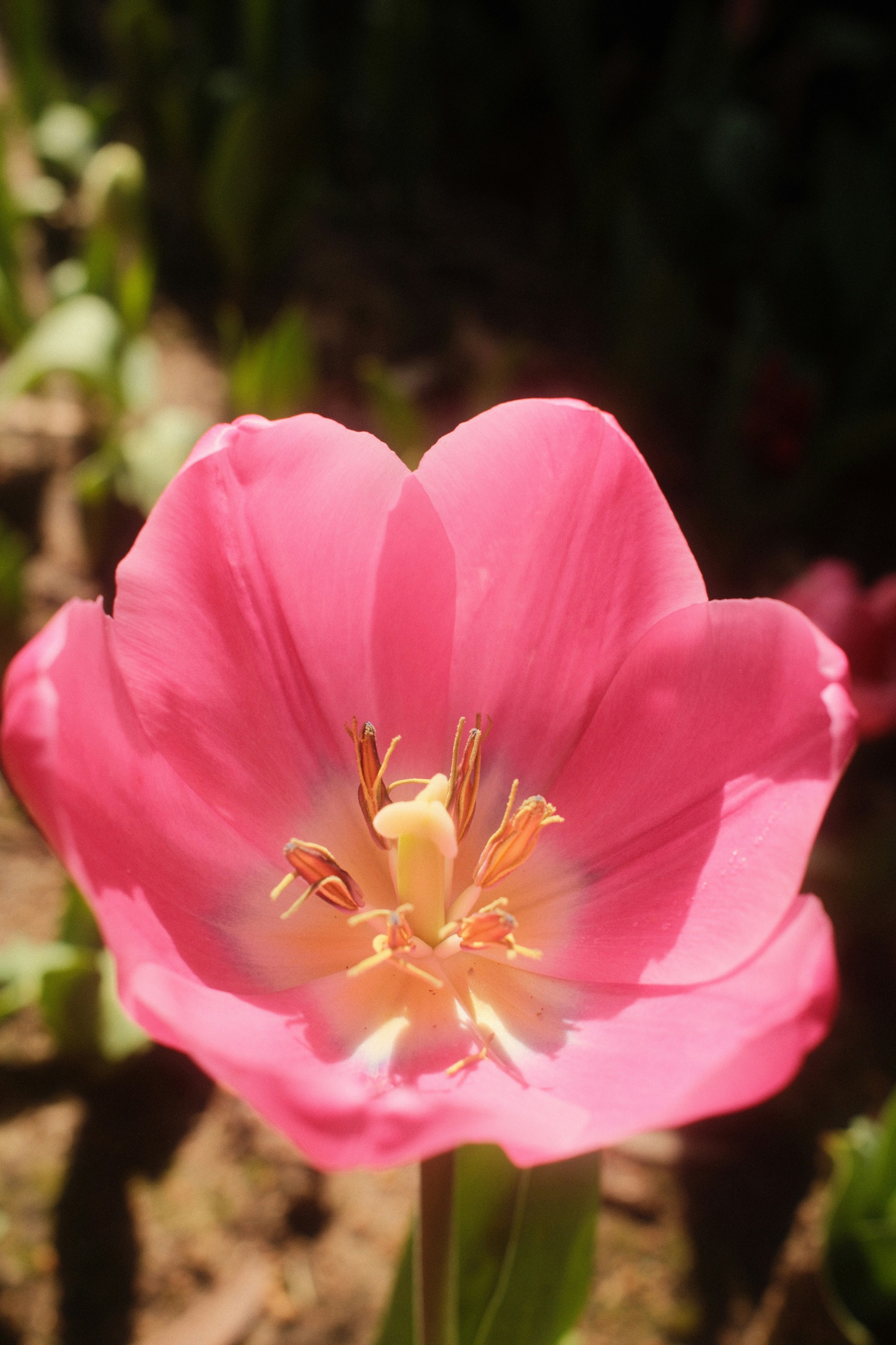 Gros plan d’une tulipe rose vif en fleurs.