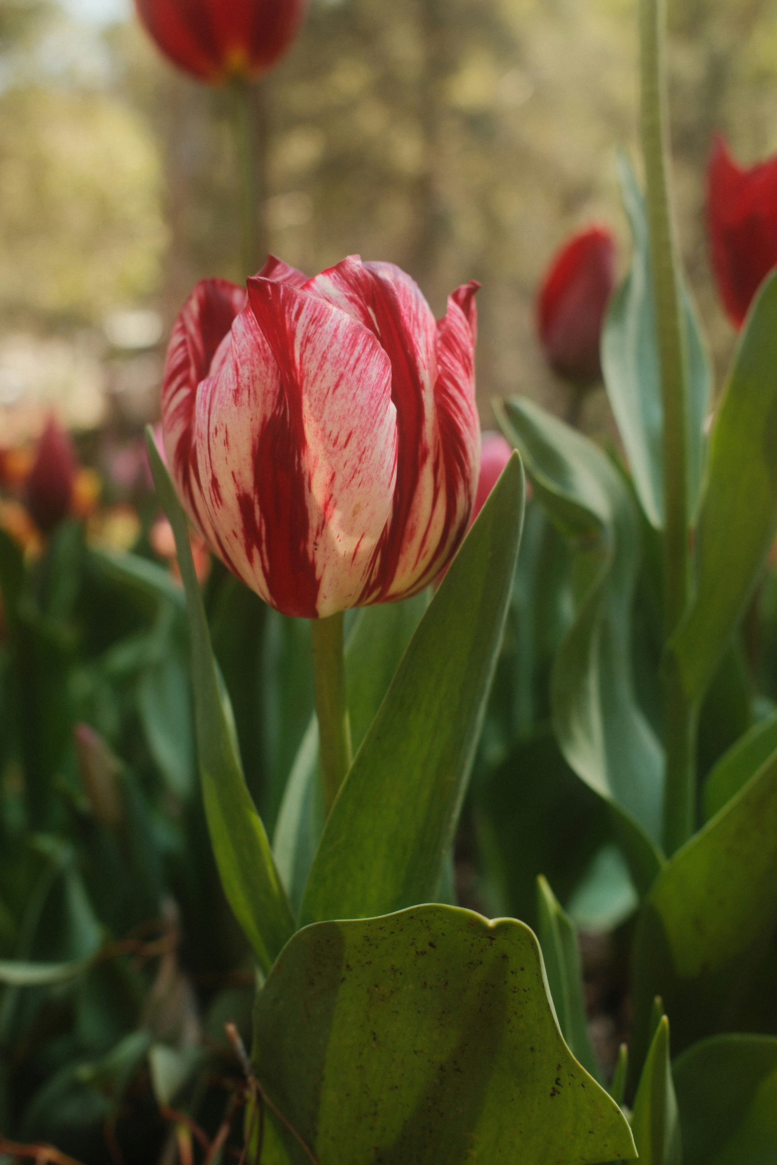 Une tulipe rayée rouge et blanche qui fleurit dans un jardin.