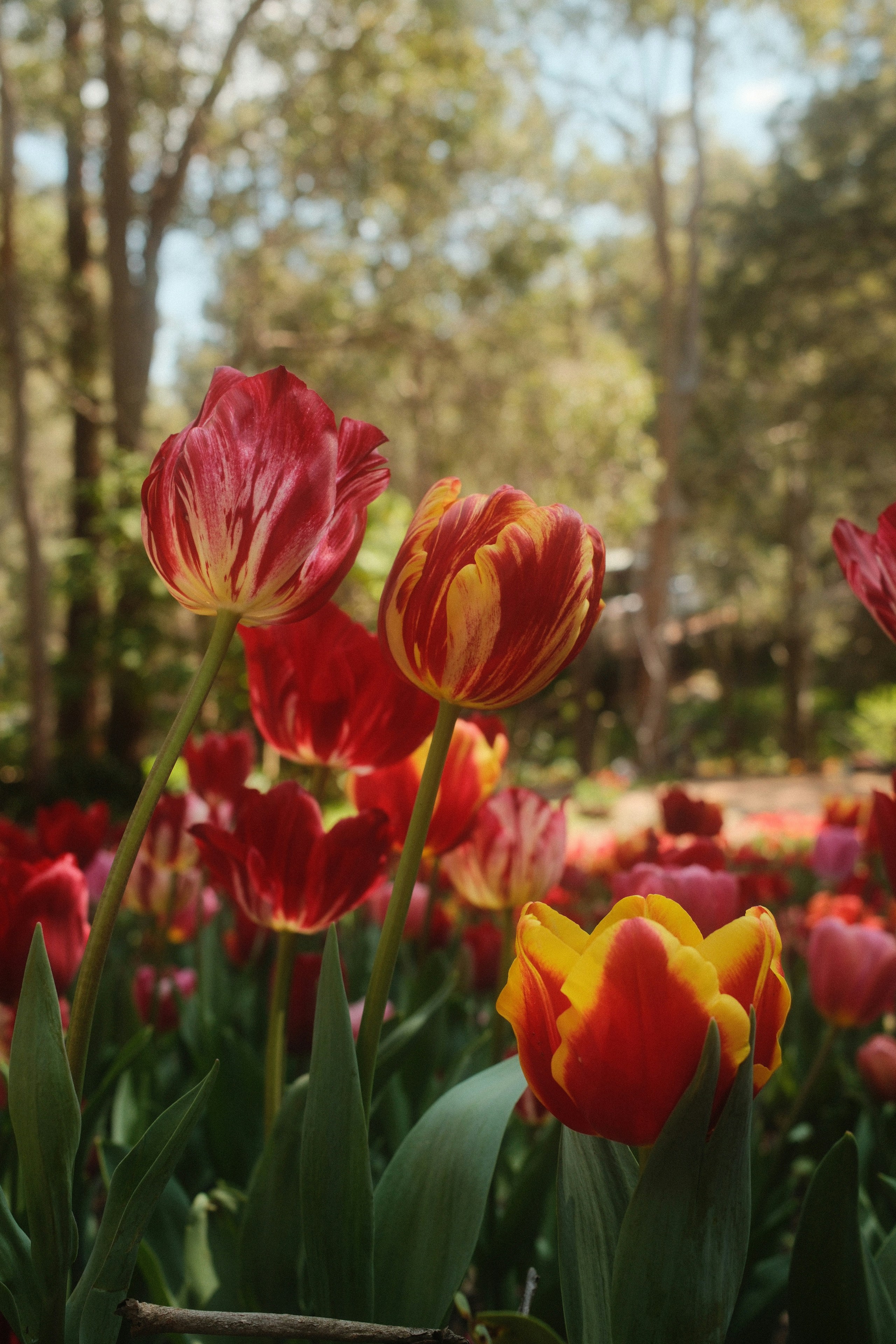 Tulipes rouges et jaunes en fleurs dans un jardin.