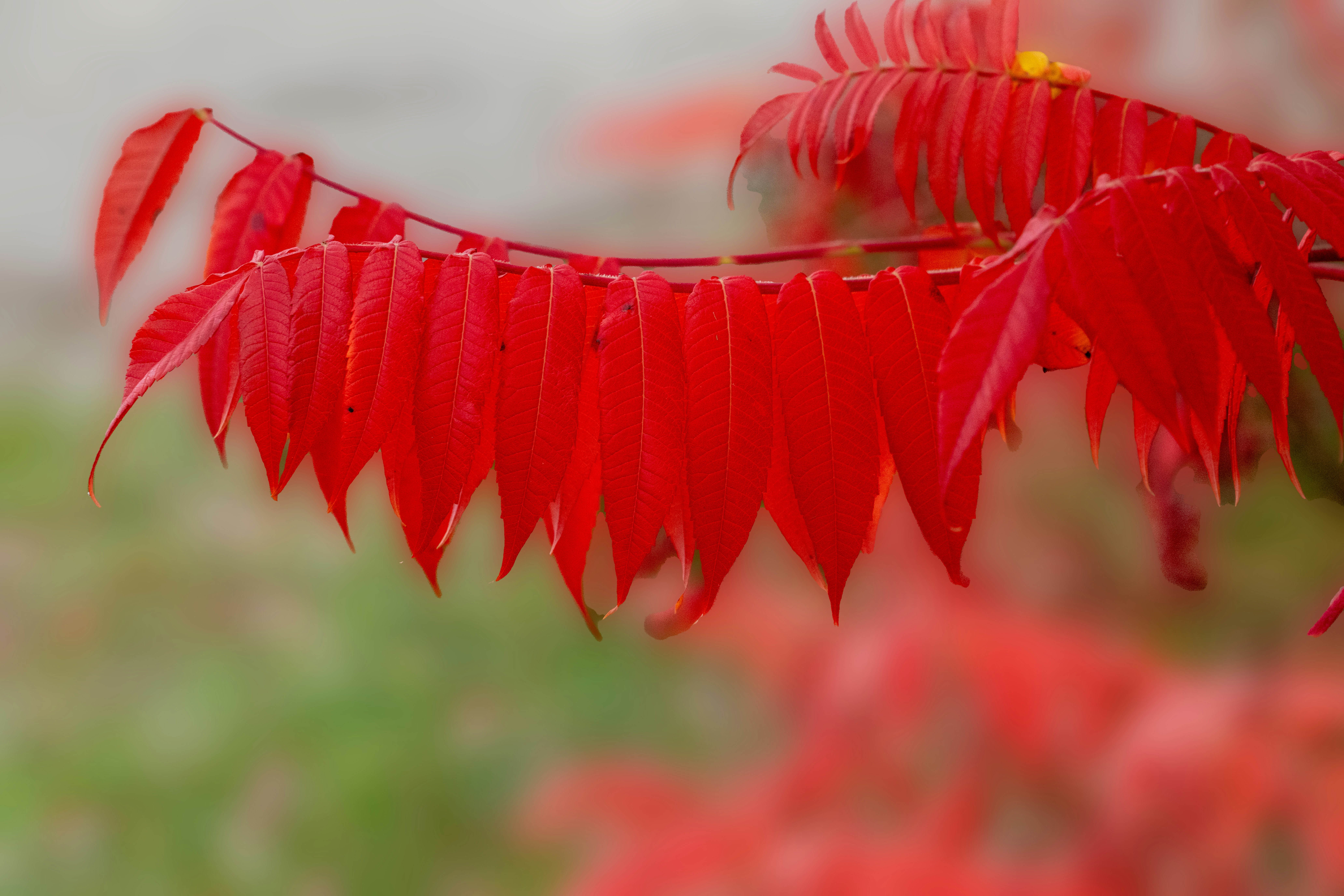 Photo by siegfriedpoepperl