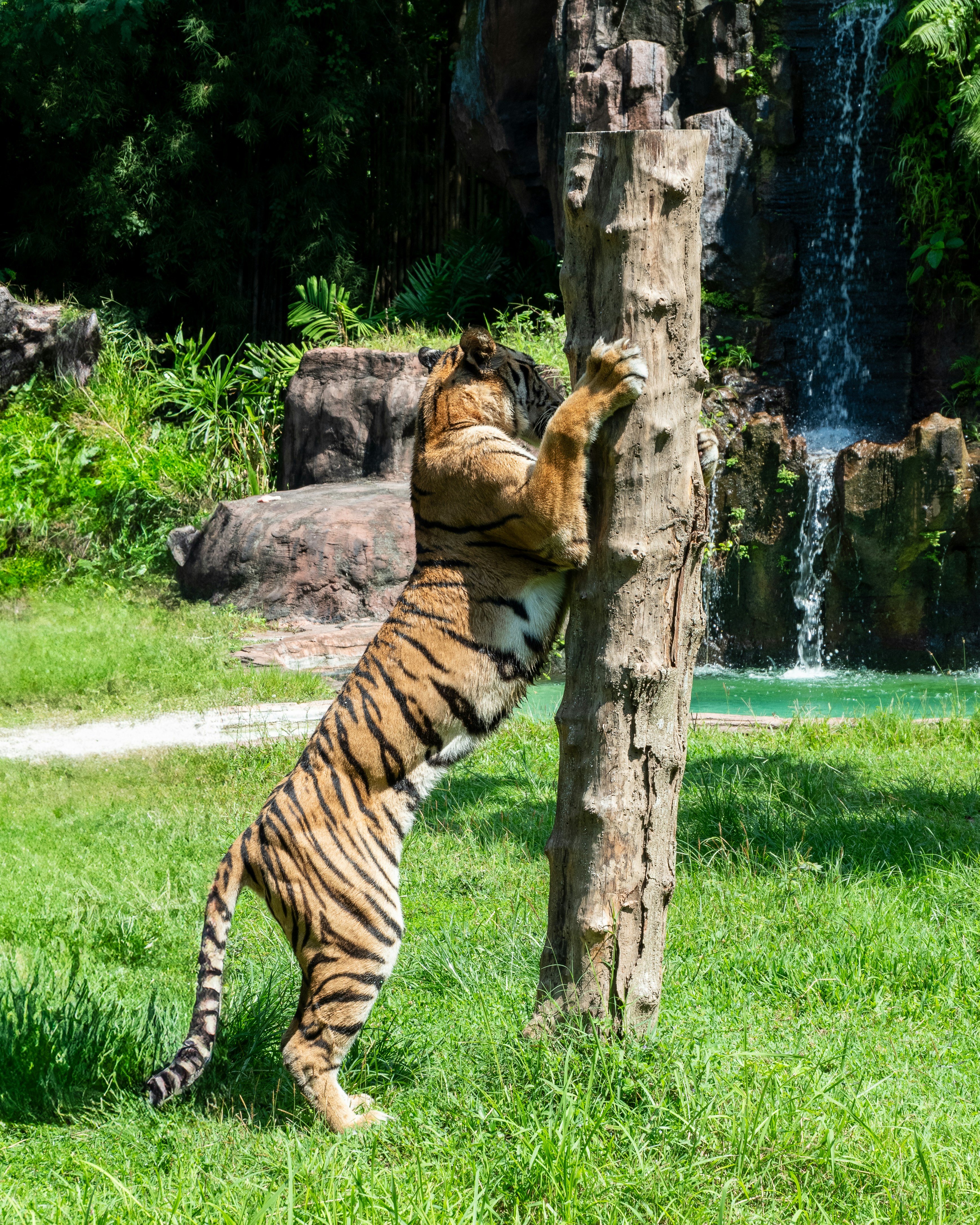 Tiger scratching its claws on a tree trunk.