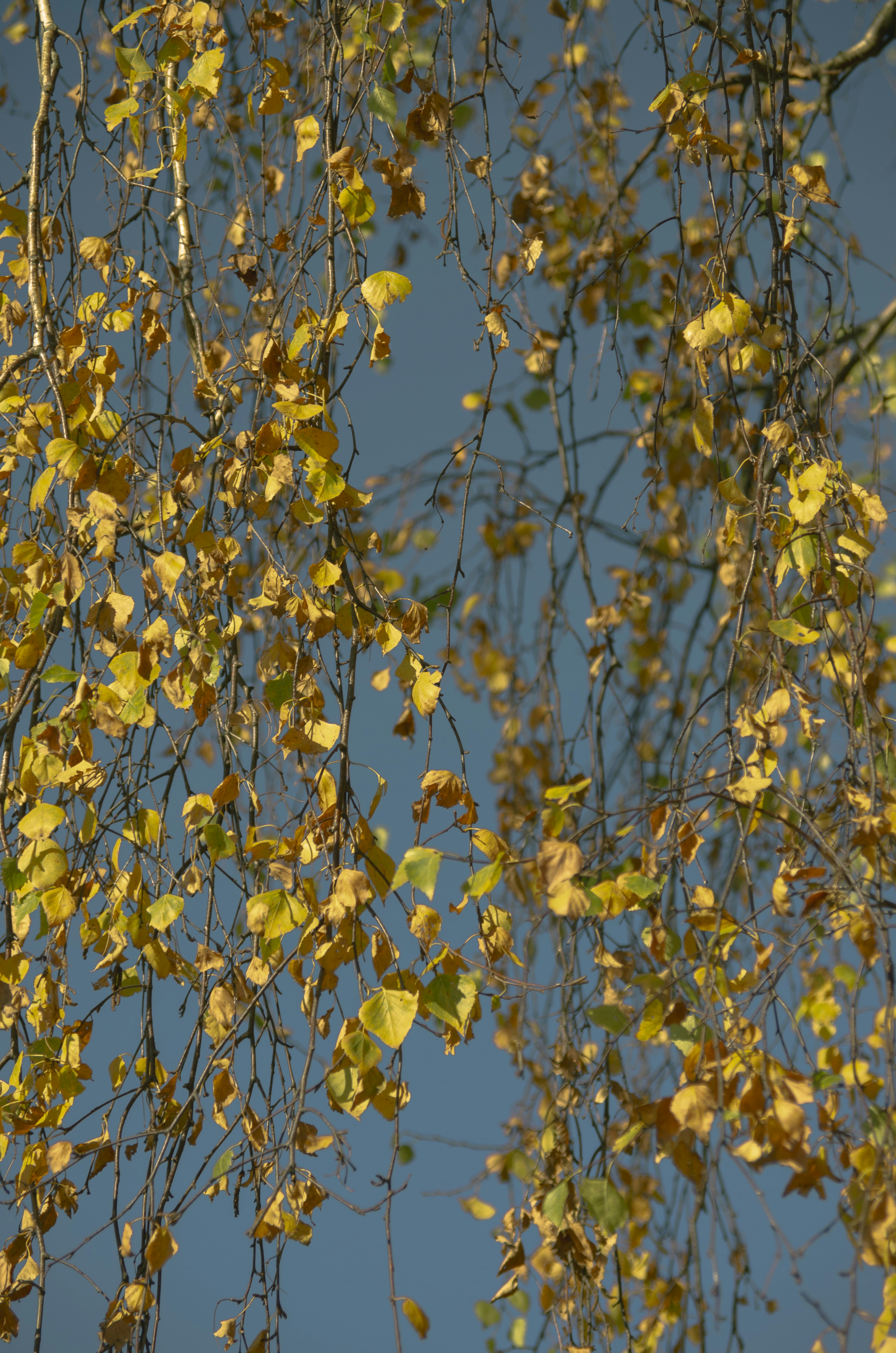 Autumn leaves against a clear blue sky.