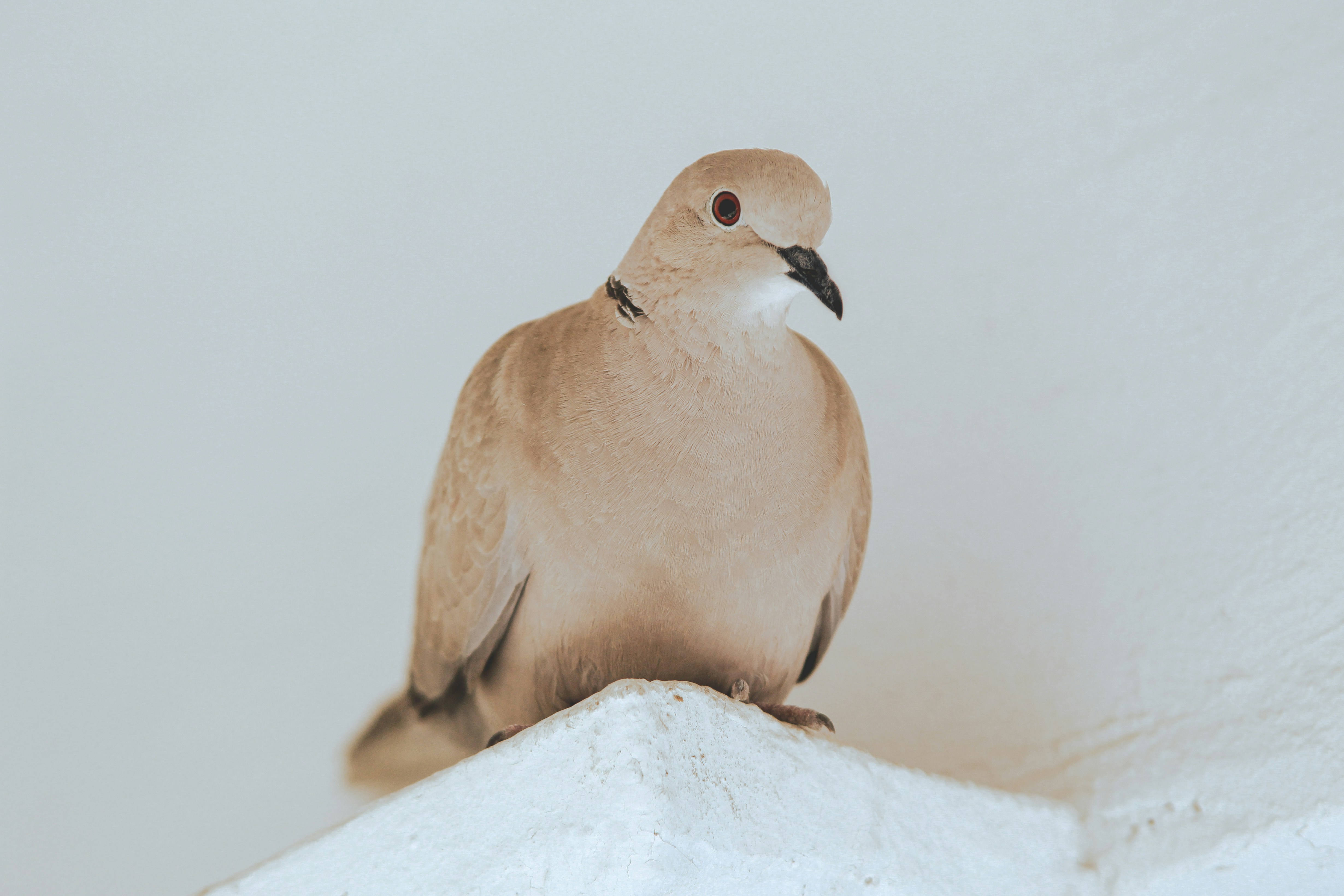 A light brown dove perched on a white surface.
