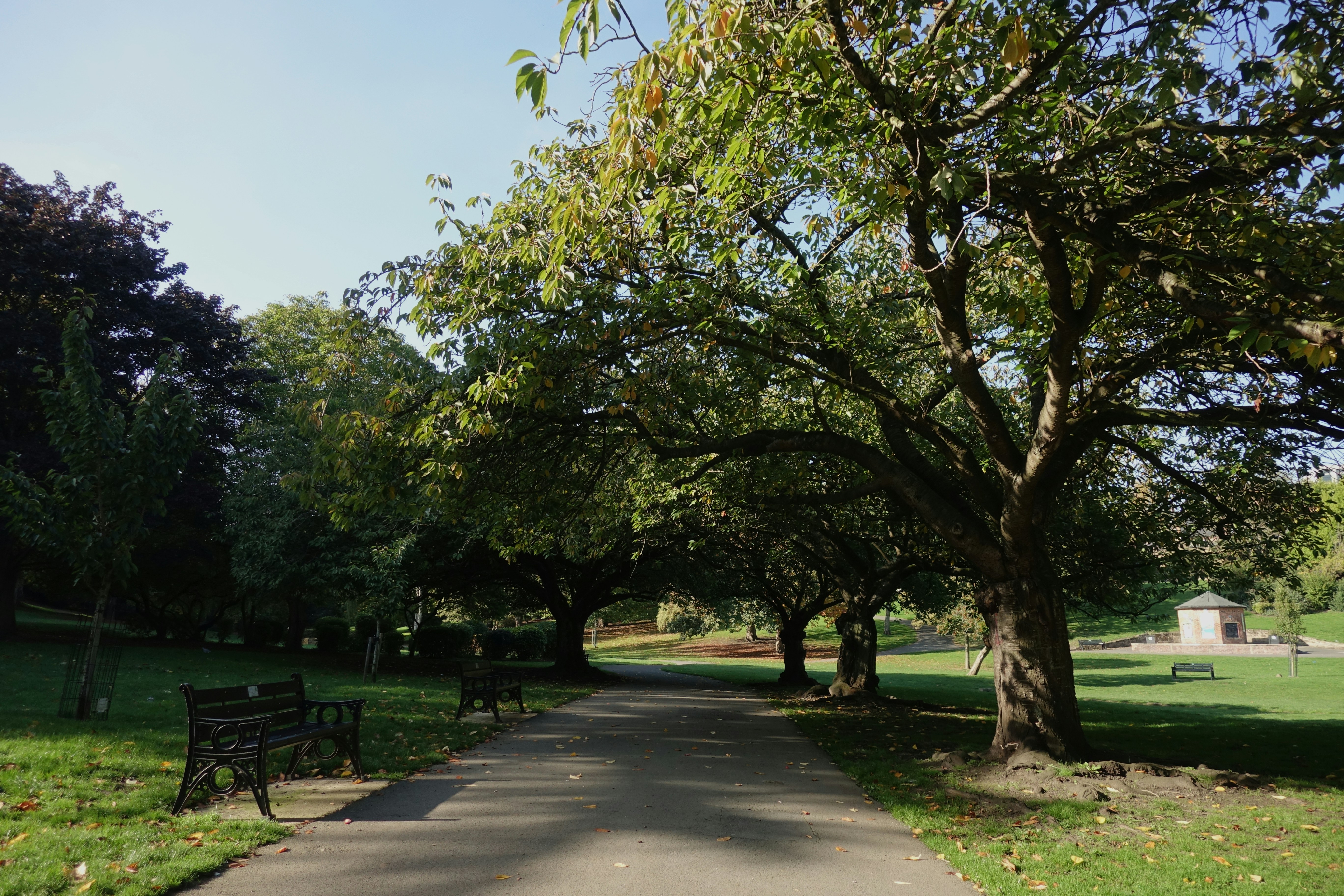 A park path lined with trees and benches