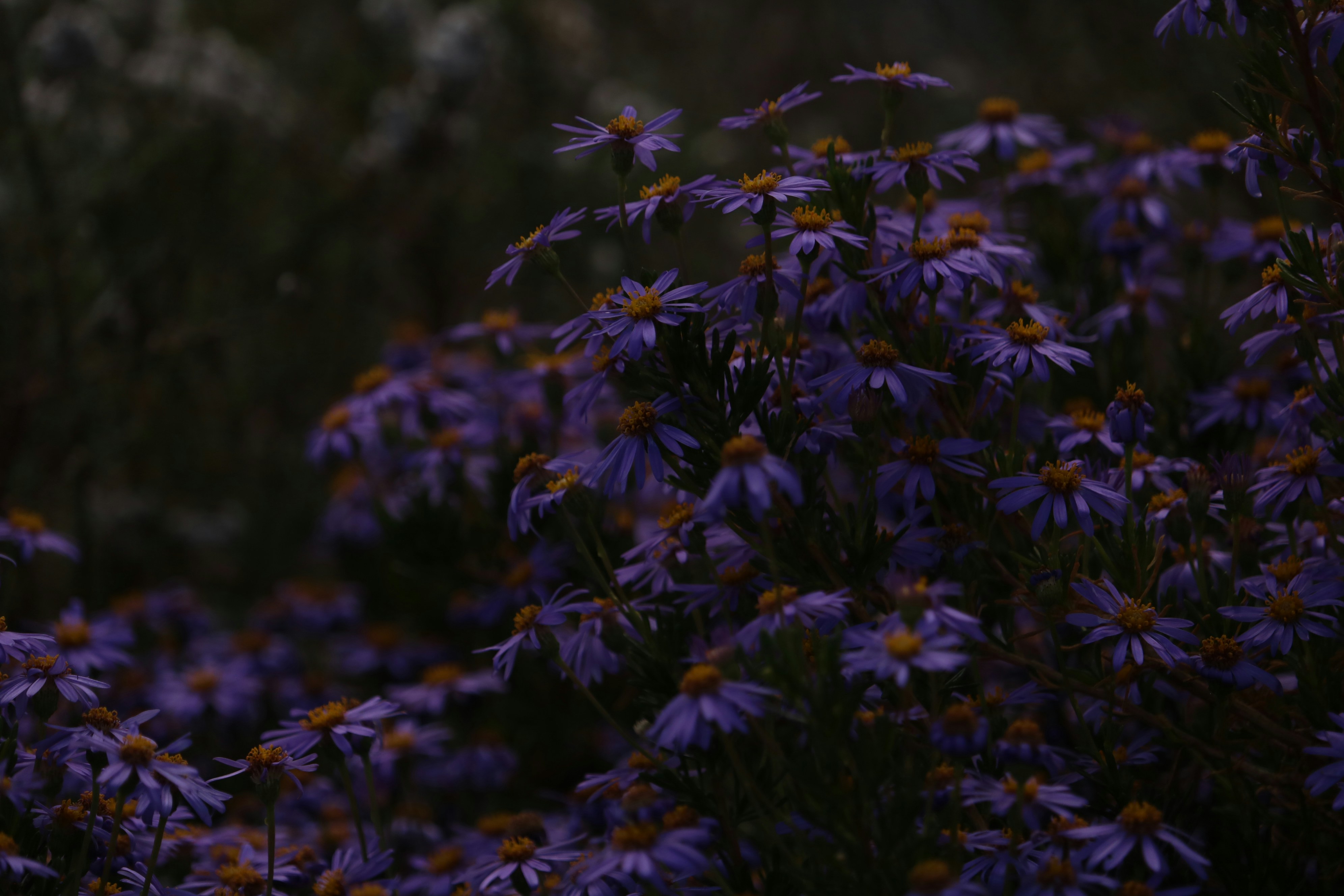 Photo by allysphotos