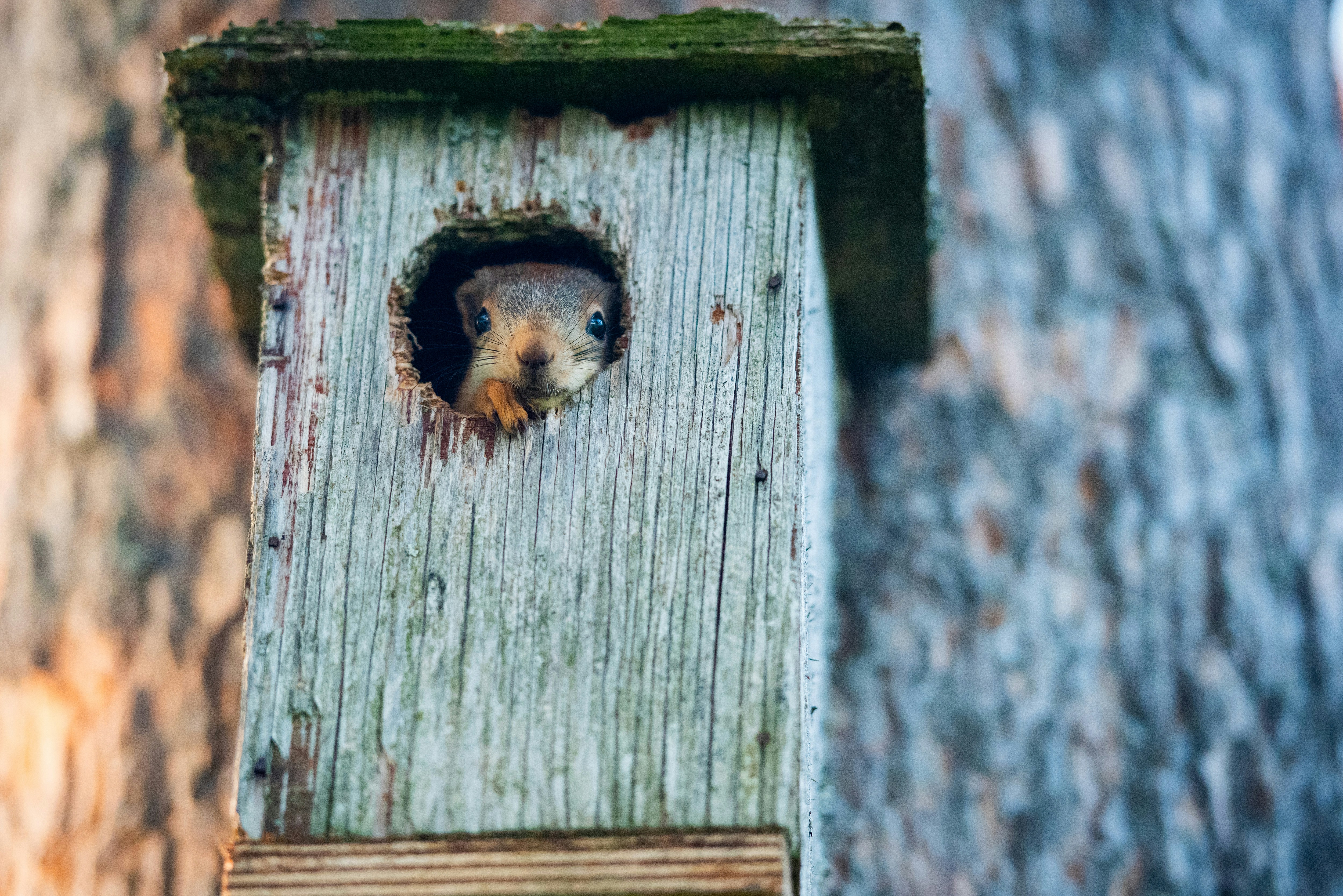 A squirrel peeks out of a wooden birdhouse.