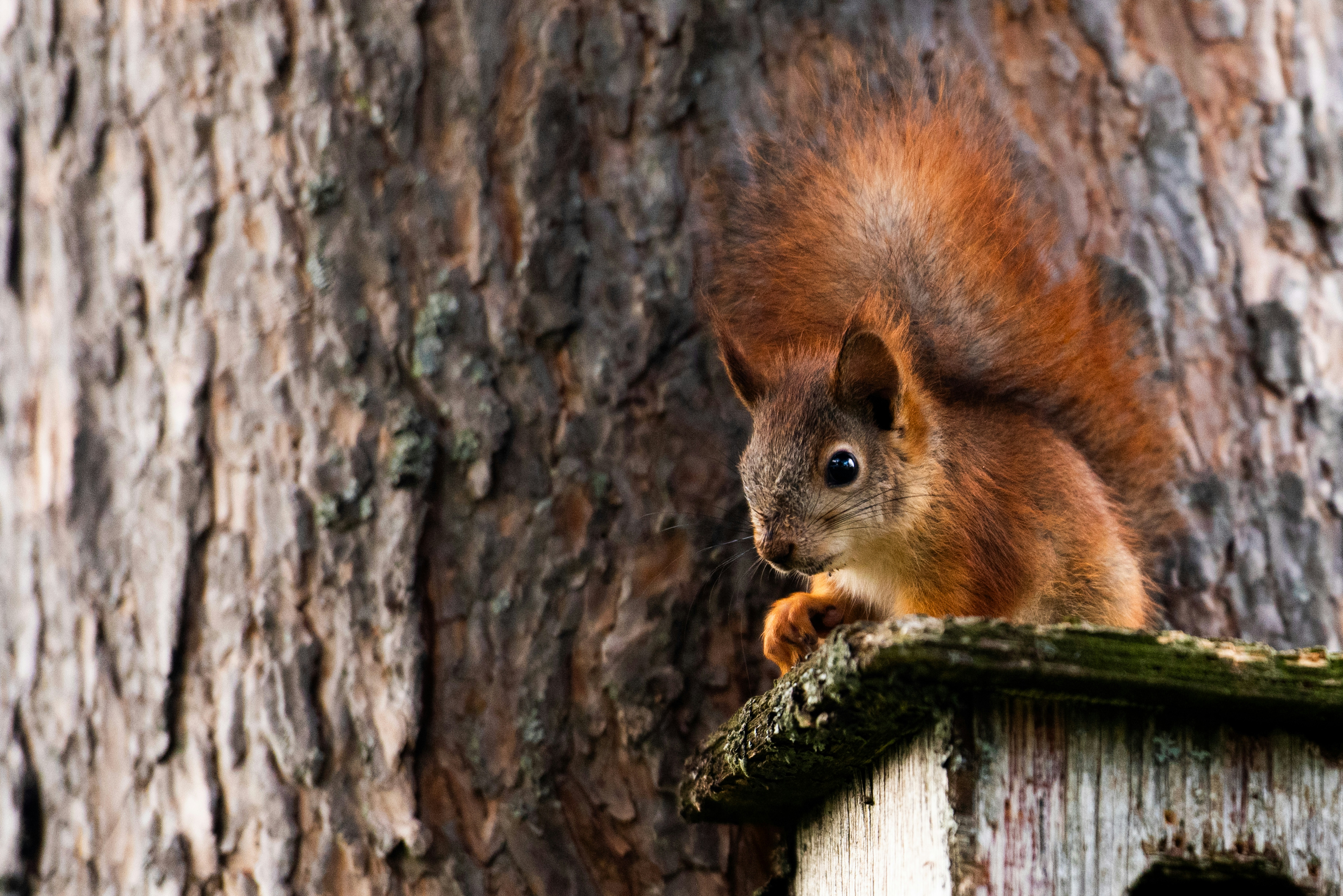 A red squirrel peeking from a birdhouse.