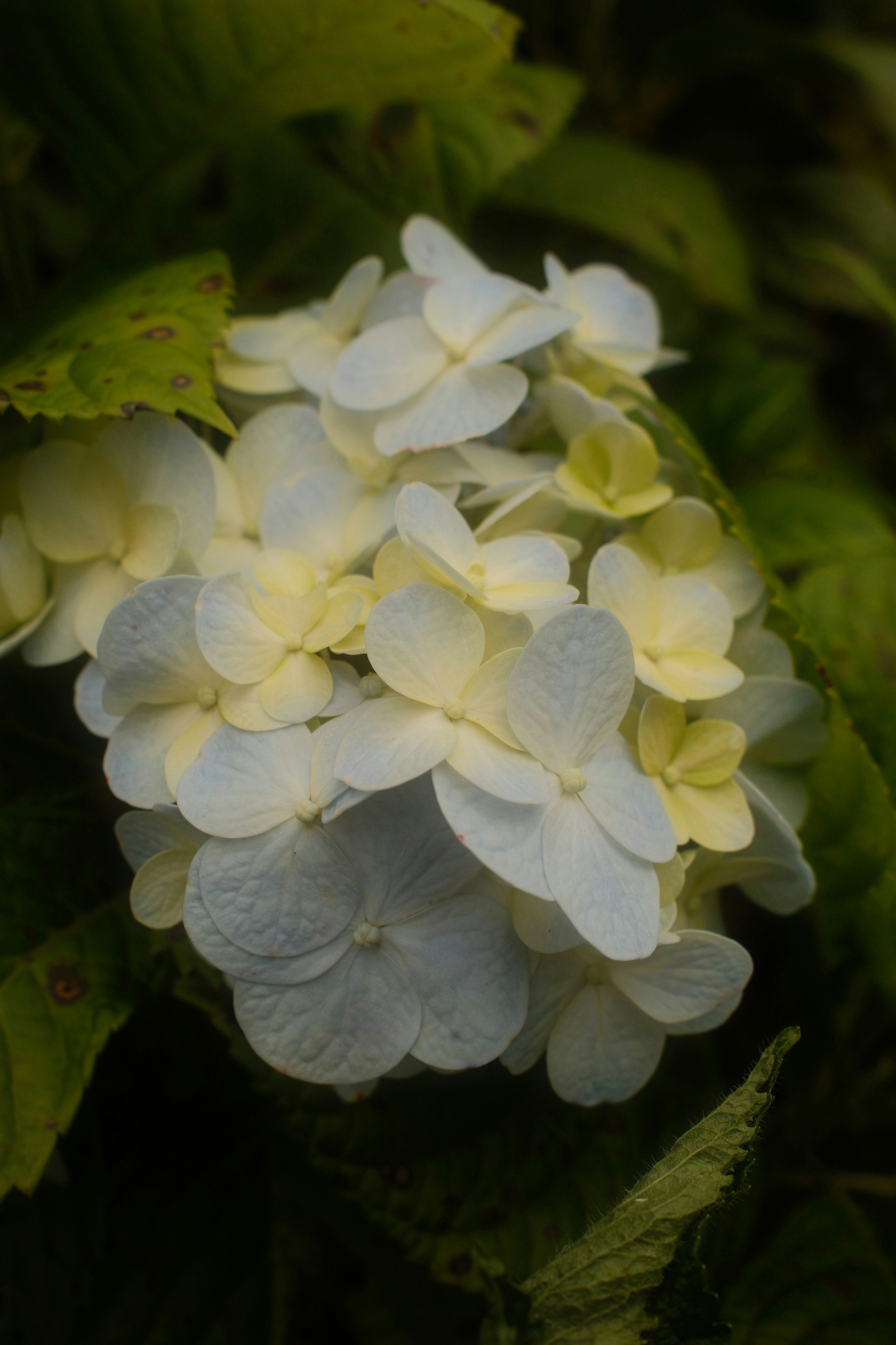 Grappe de délicates fleurs d’hortensia blanches et jaunes