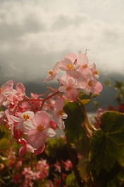 Delicate pink begonia flowers bloom against cloudy sky.