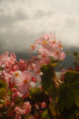 Delicate pink begonia flowers bloom against cloudy sky.