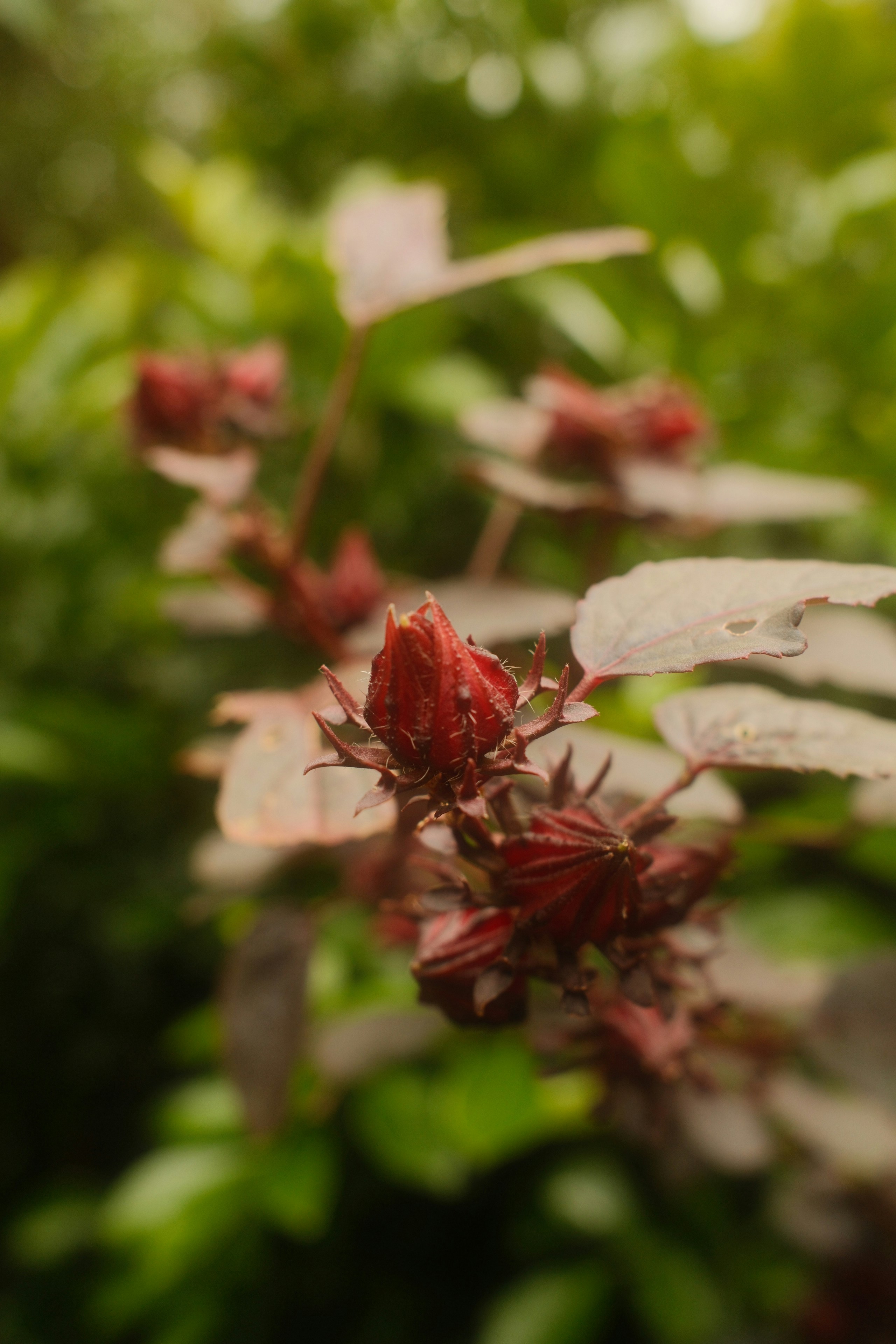 Close up of red hibiscus buds on a branch.