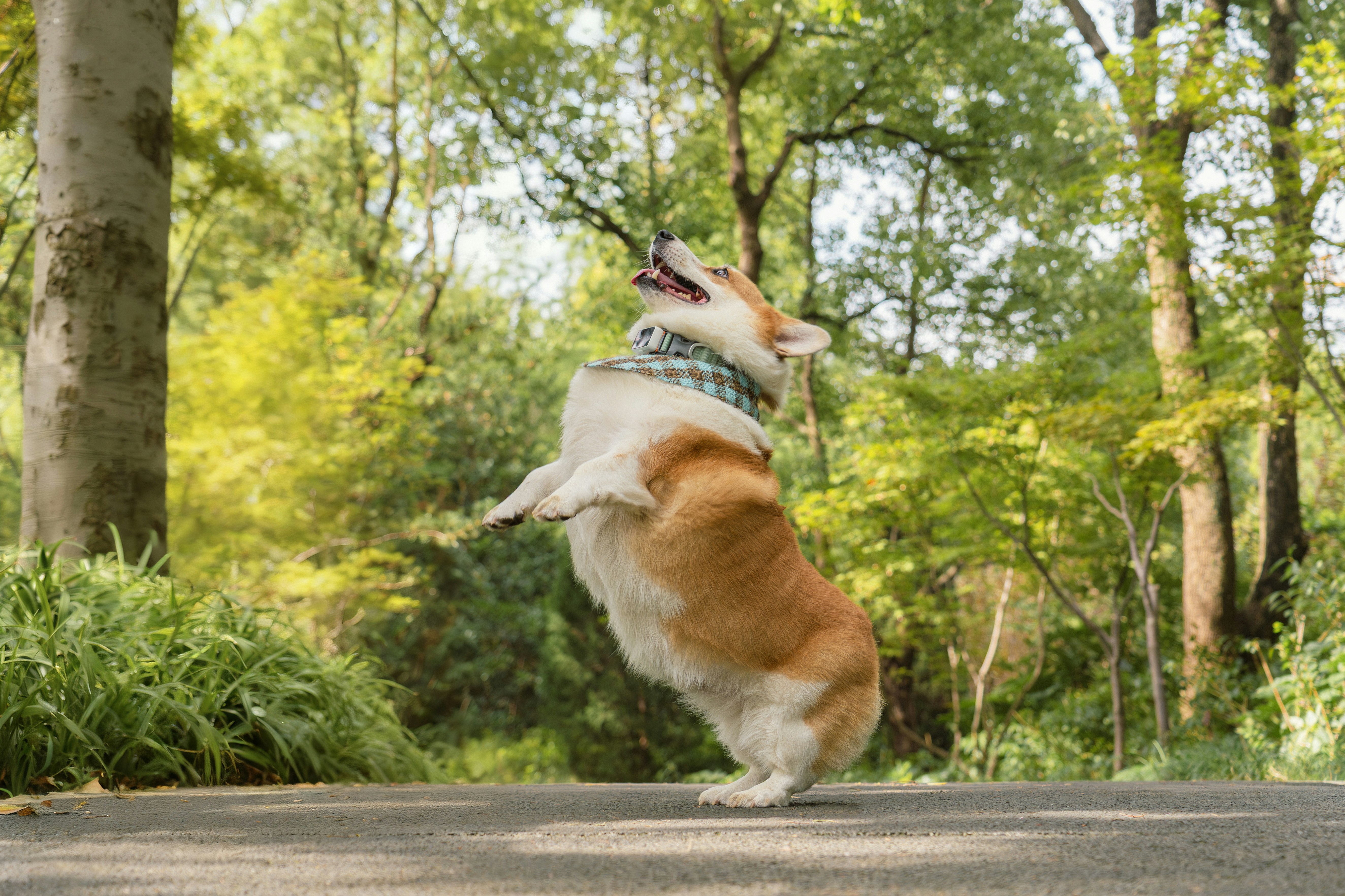 Corgi jumping