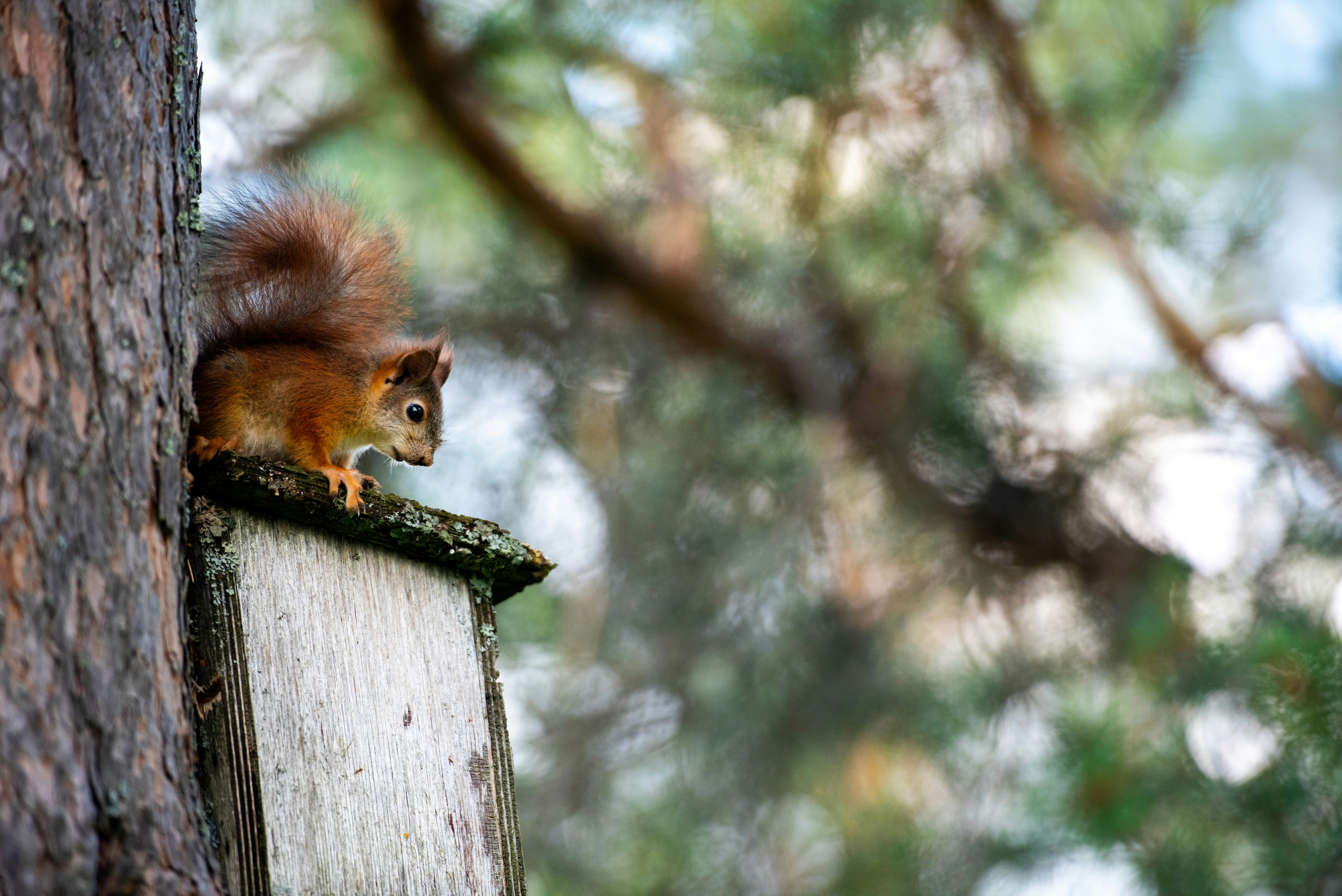A red squirrel sits on a wooden birdhouse.