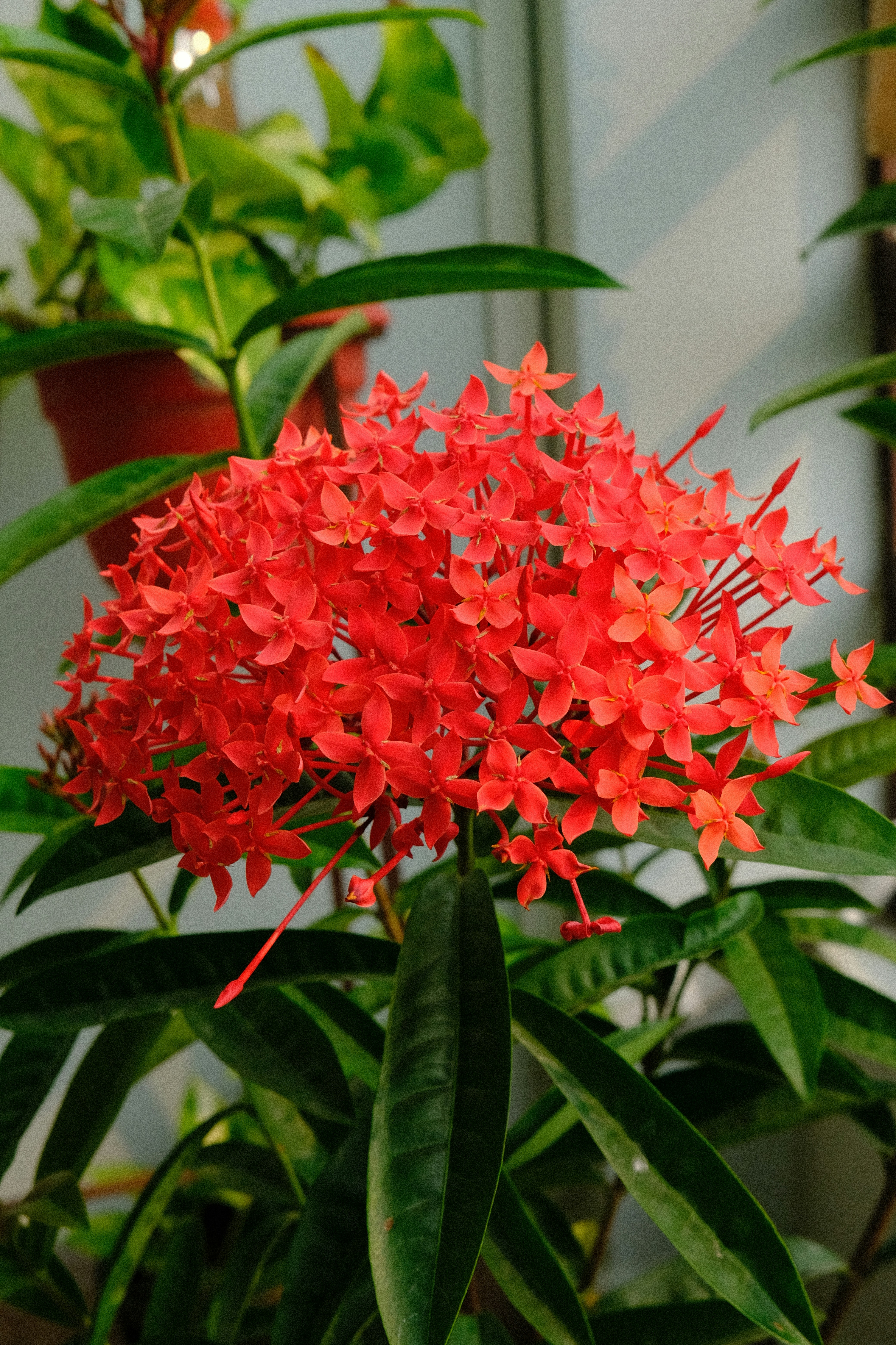 Un racimo de flores de ixora de color rojo vibrante con hojas verdes.