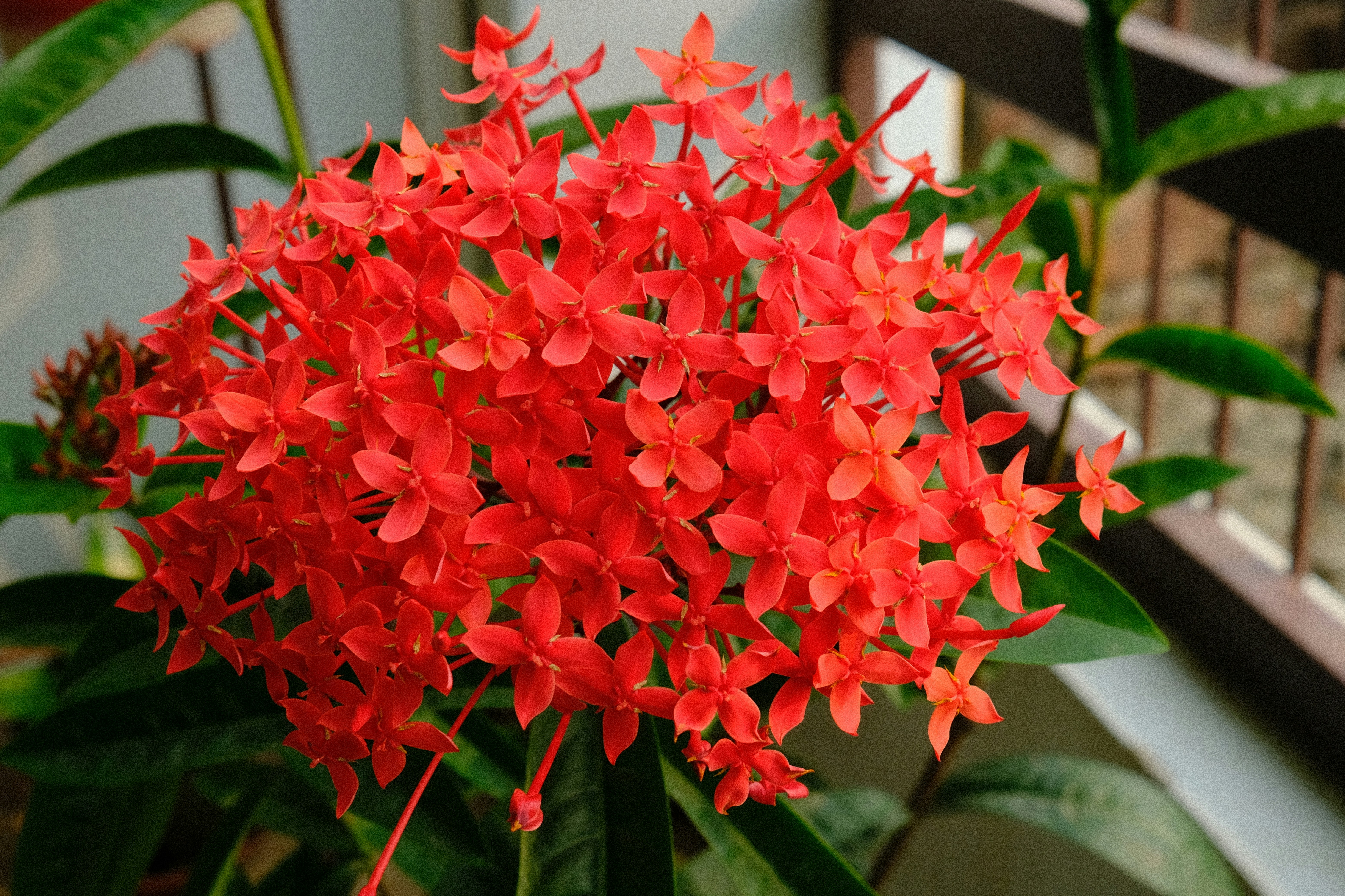 Racimo de flores de ixora de color rojo vibrante con hojas verdes.