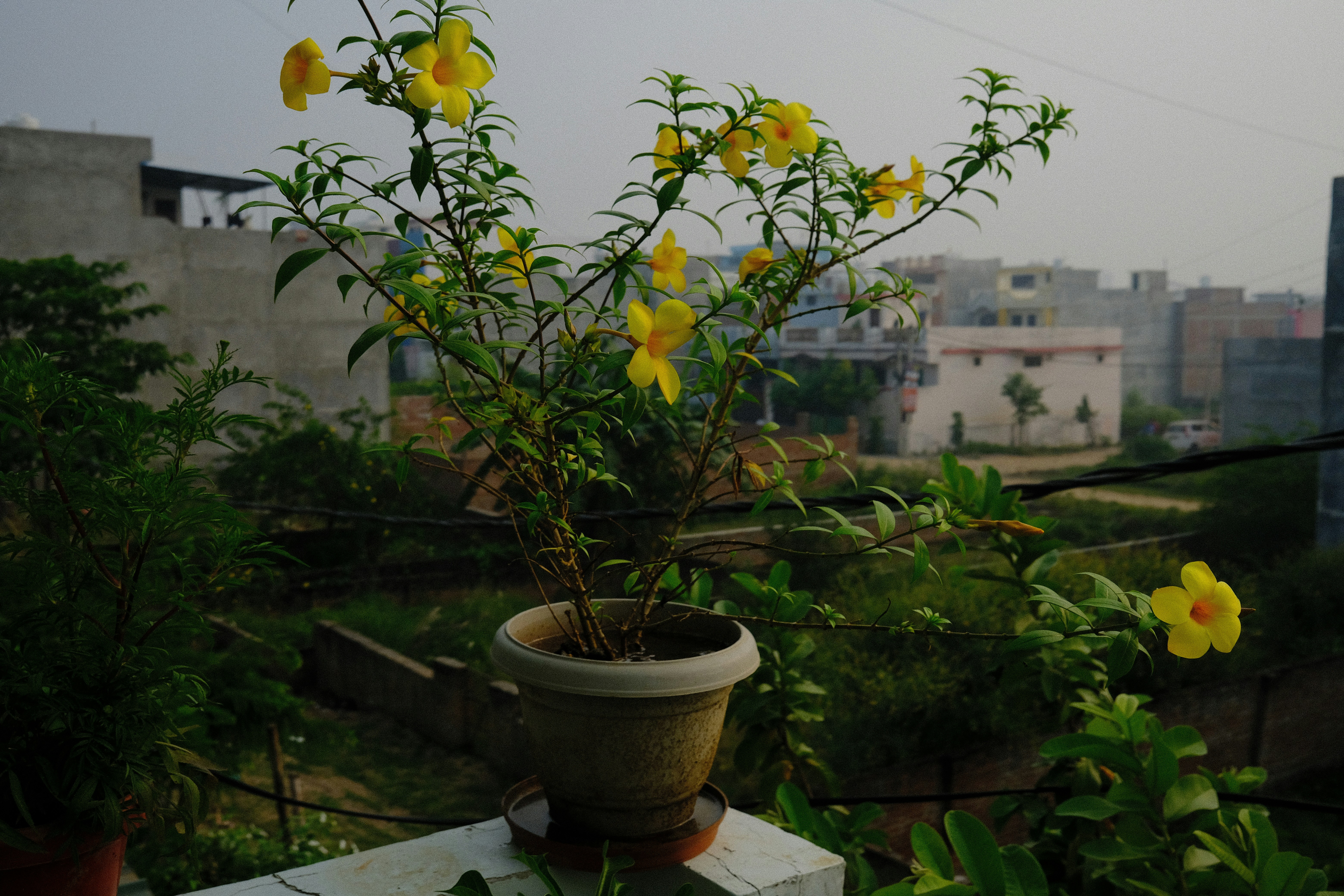 Flores amarillas en una maceta en un balcón.