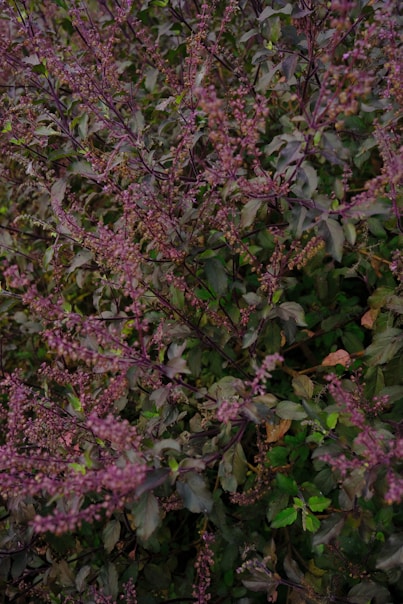 A dense bush with small purple flowers and green leaves