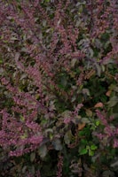 Holy Basil (Tulsi)